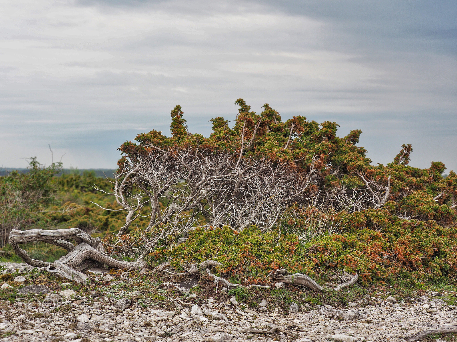 Olympus OM-D E-M10 II sample photo. Somewhere in gotland photography