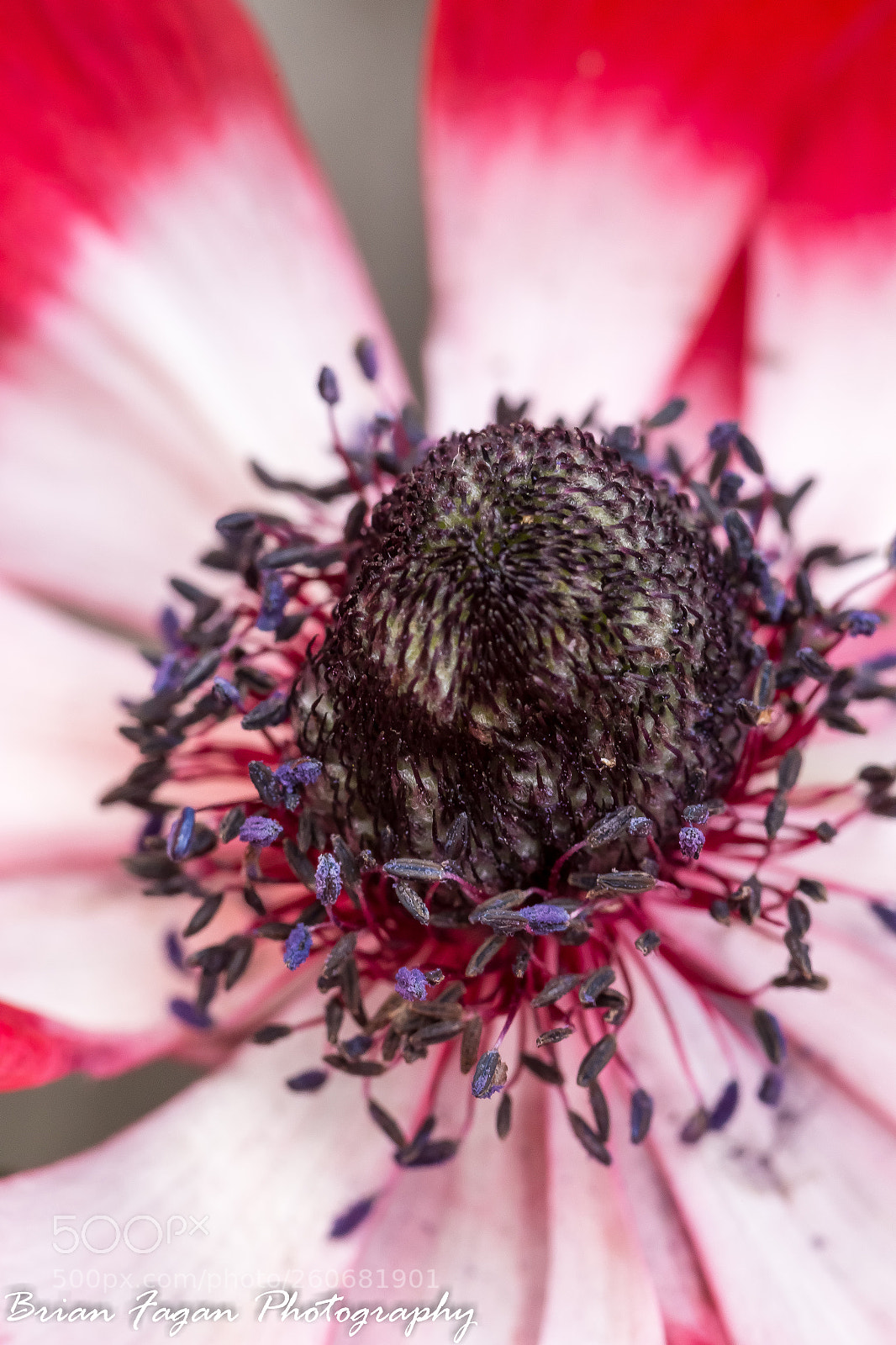 Canon EOS 6D sample photo. Poppy head photography