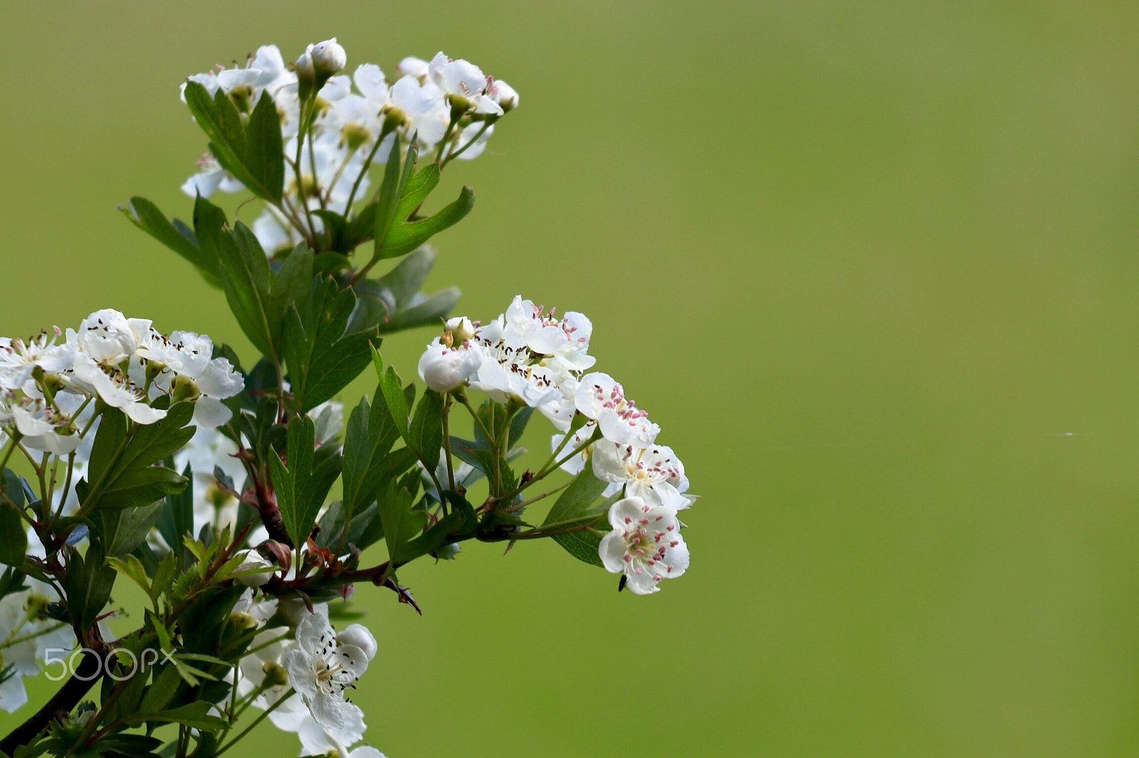 Canon EOS 800D (EOS Rebel T7i / EOS Kiss X9i) sample photo. Hawthorn photography