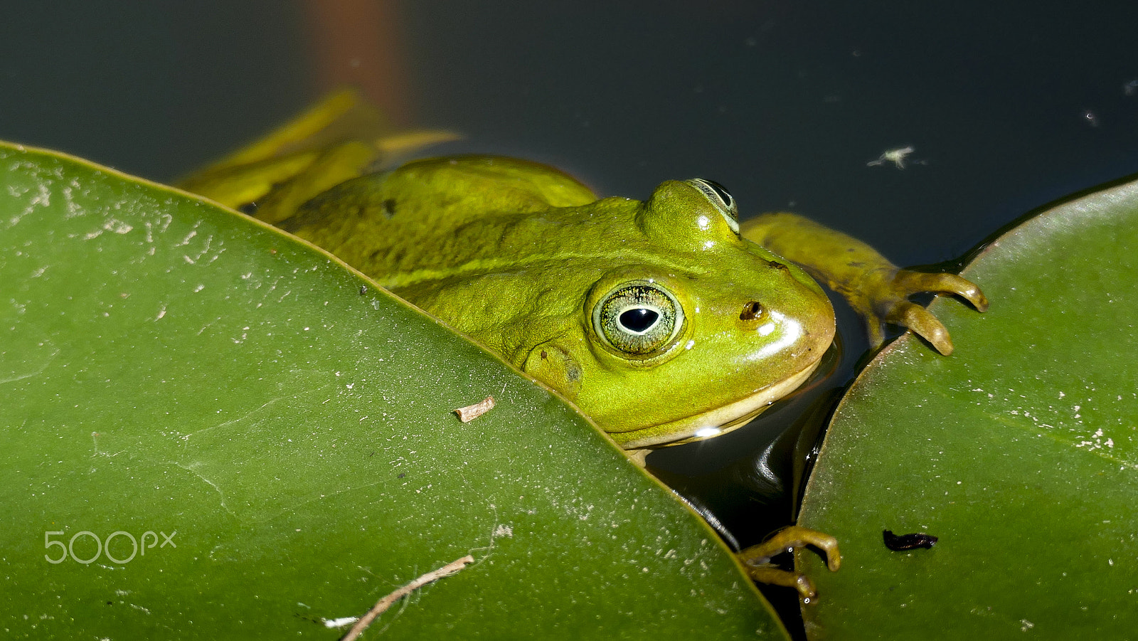 Leica V-Lux (Typ 114) sample photo. One very estonian frog photography
