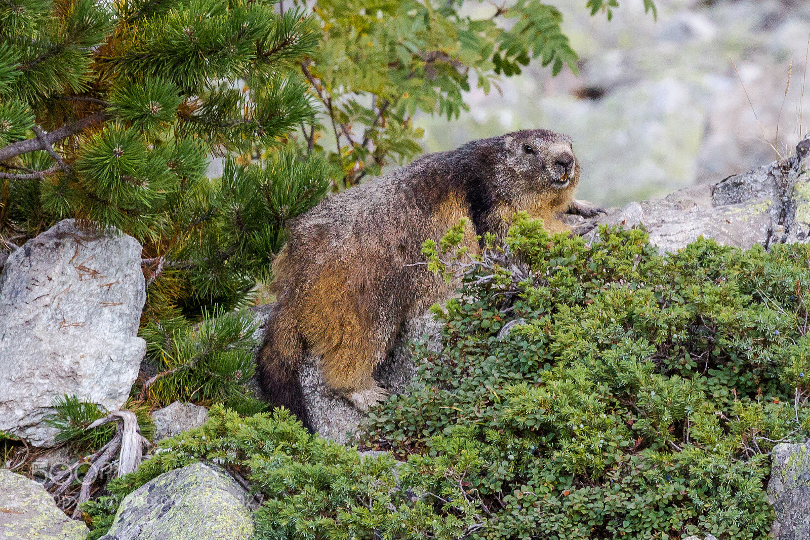 Canon EOS 60D sample photo. Groundhog photography