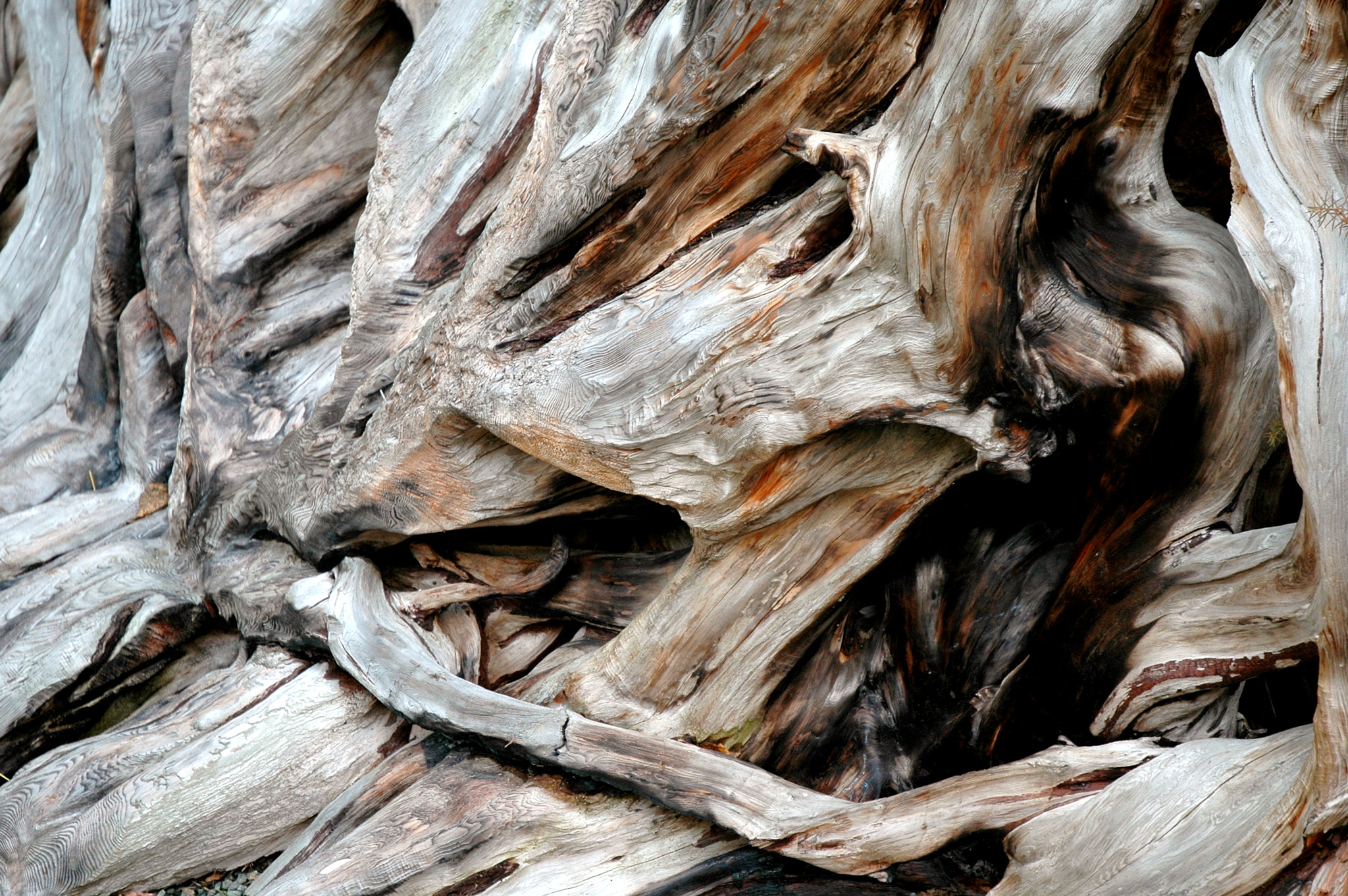 Nikon AF-S DX Nikkor 18-70mm F3.5-4.5G ED-IF sample photo. Tree roots abstract. photography