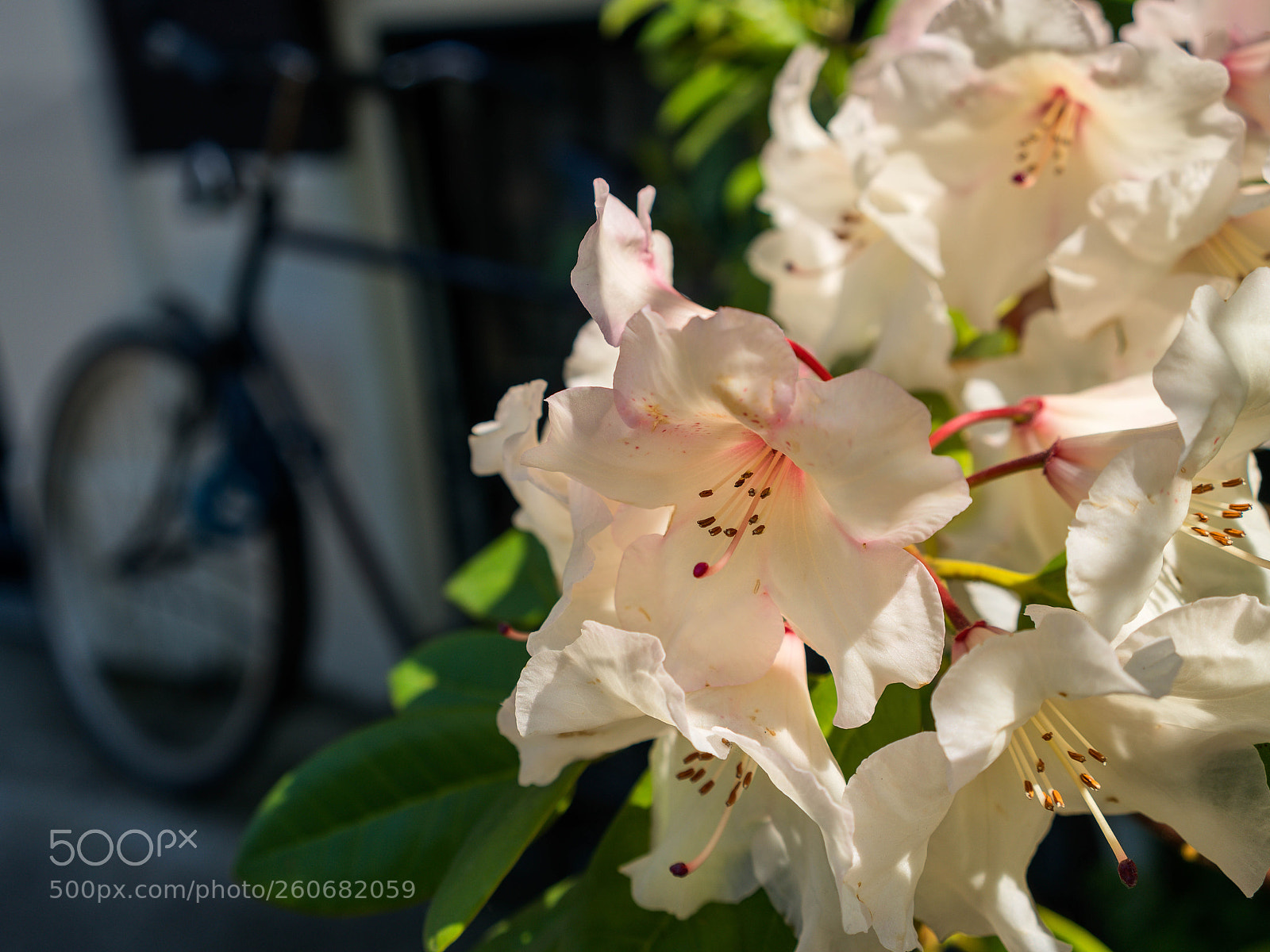 Sony a7R III sample photo. Rhododendrons in bloom photography