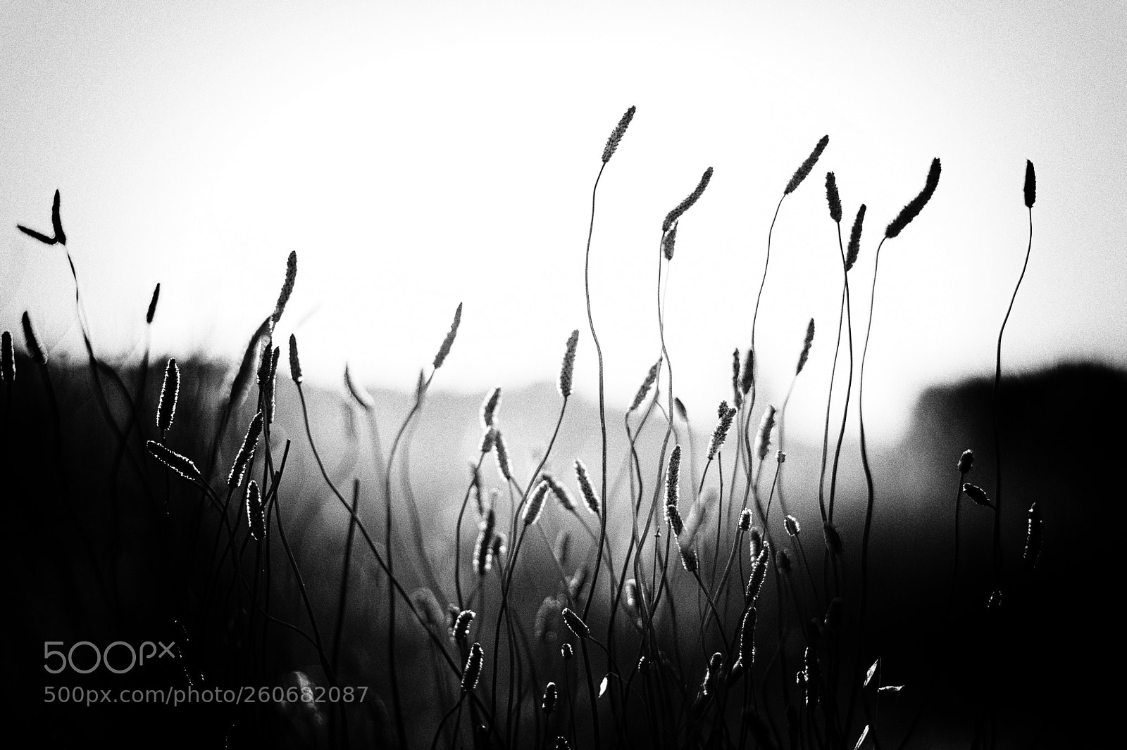 Nikon D5500 sample photo. Summer drought photography