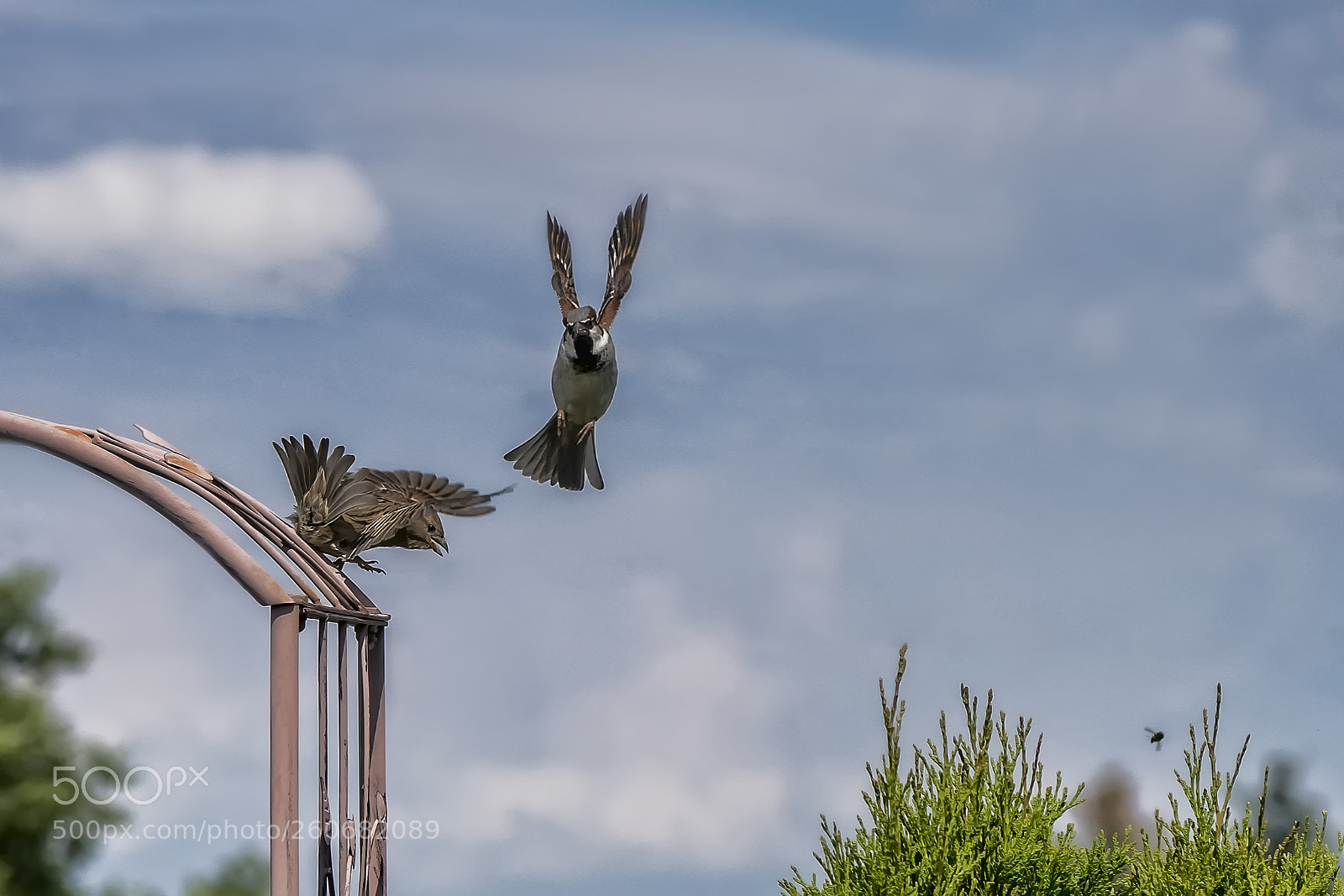 Nikon D810 sample photo. Learning to fly photography
