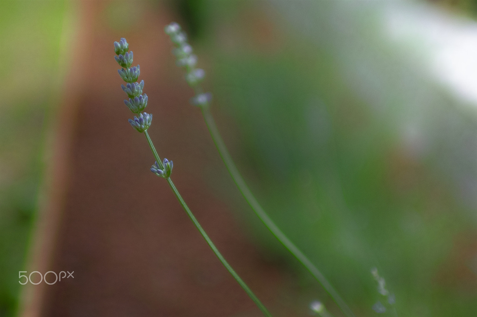 Sigma sd Quattro sample photo. Lavender stem photography