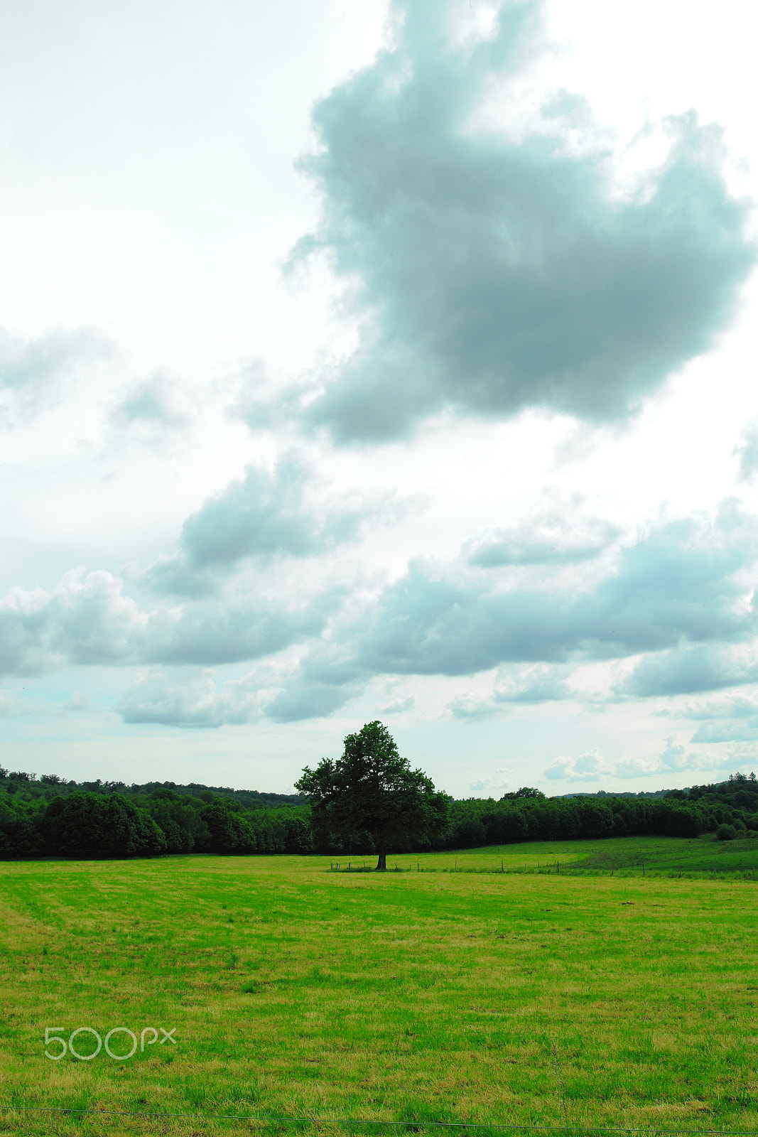 Canon EOS 70D + Sigma 18-50mm f/2.8 Macro sample photo. Single tree photography