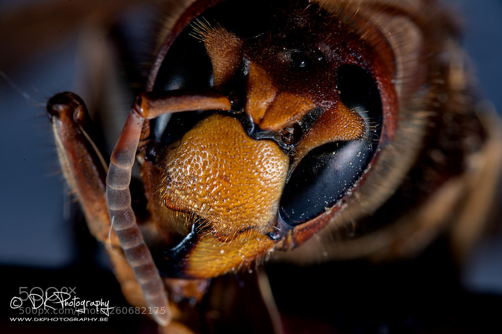 Canon EOS-1D X Mark II sample photo. L photography