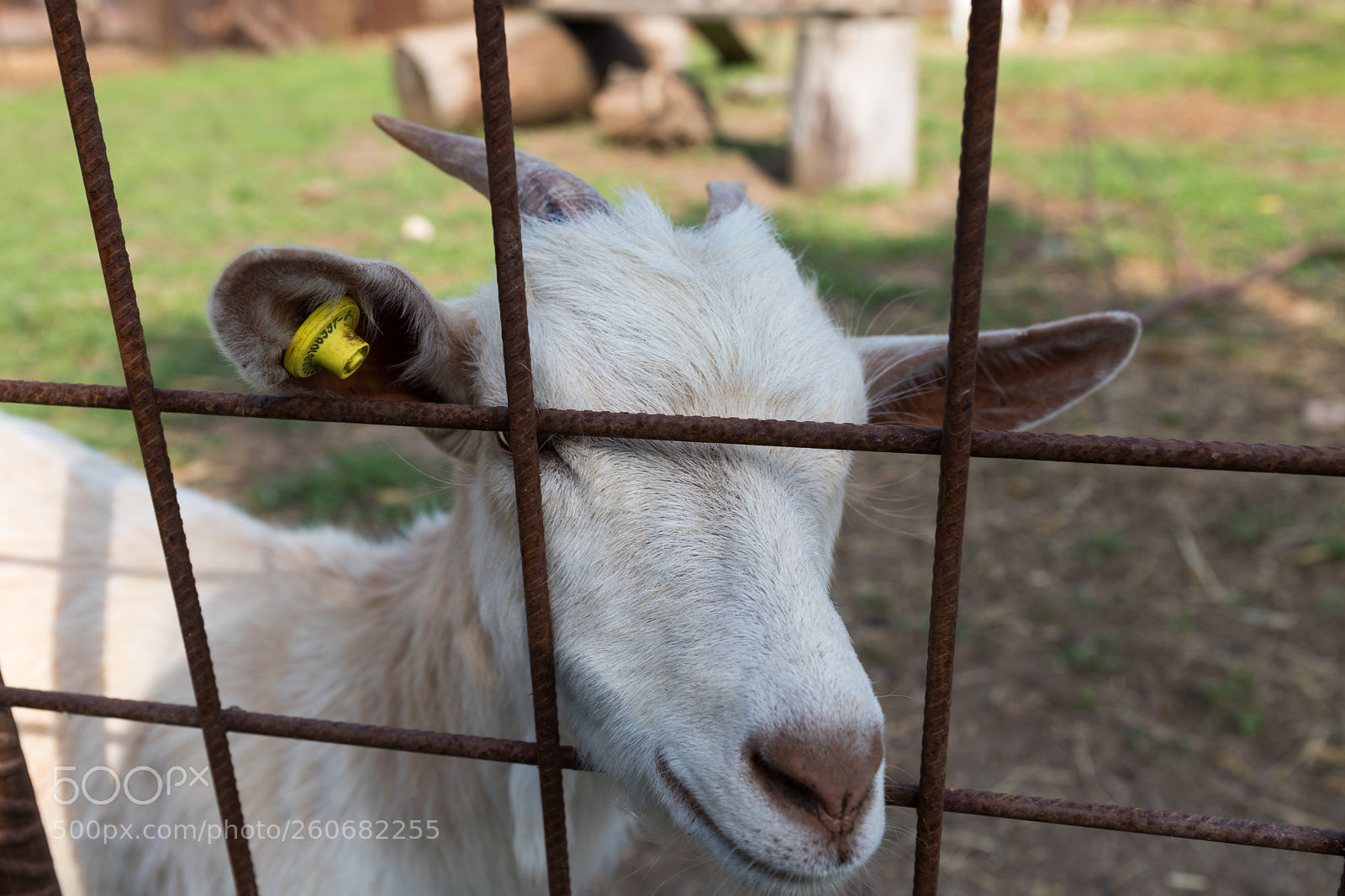 Canon EOS 6D Mark II sample photo. Firend photography