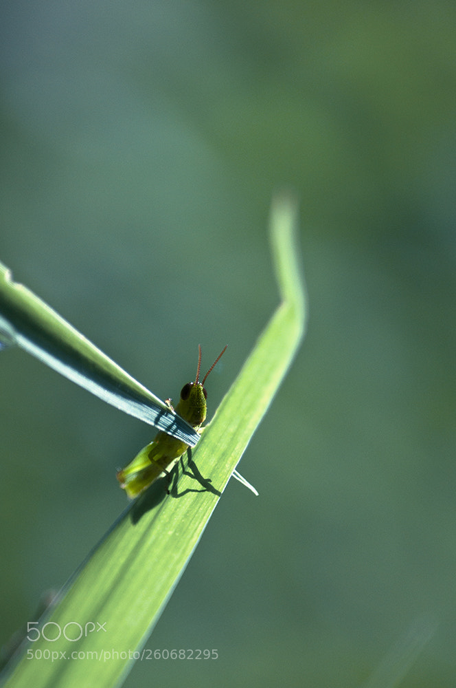 Nikon D90 sample photo. Hiiiiiii...... photography