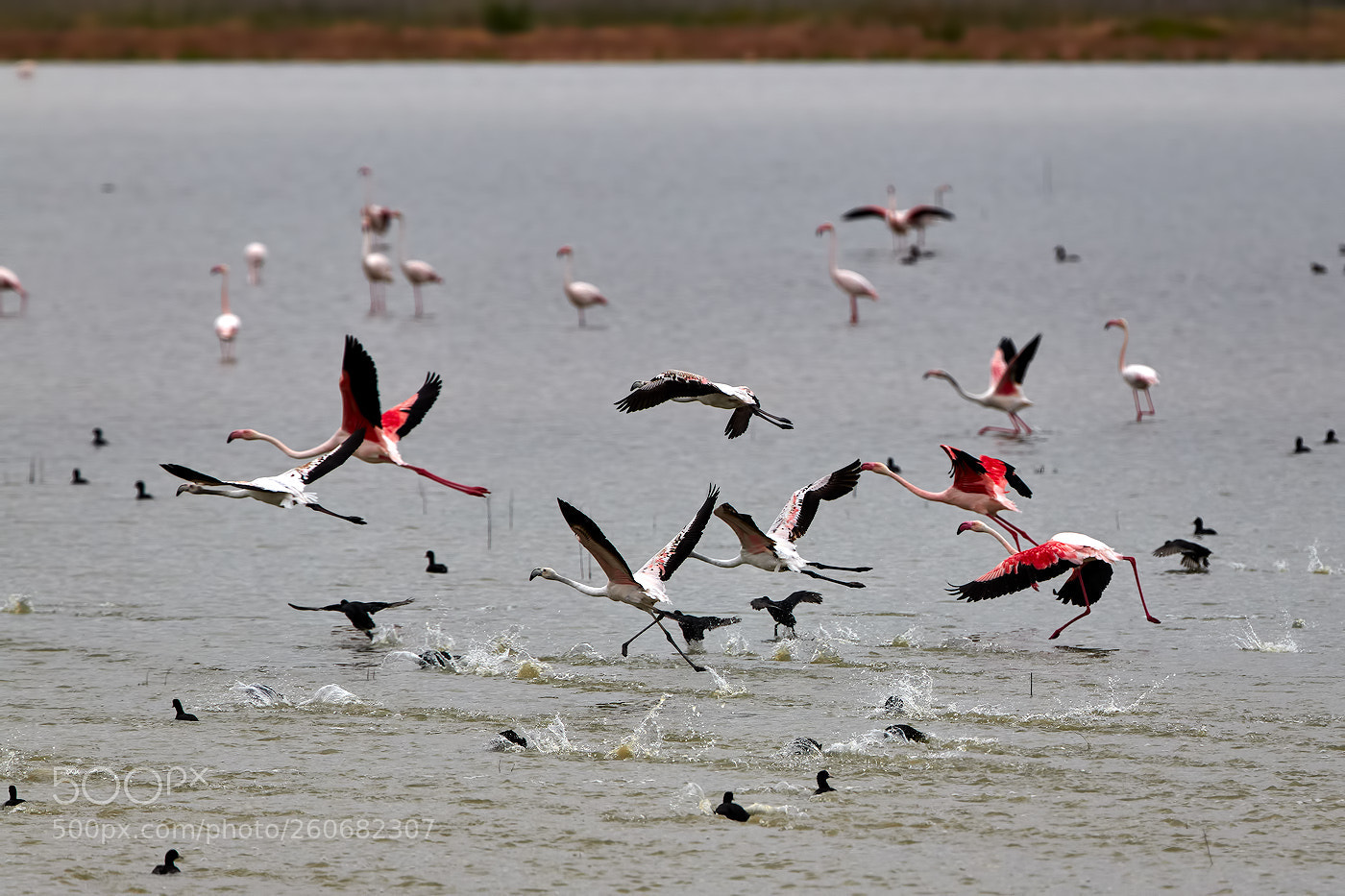 Canon EOS 70D sample photo. Racing birds photography