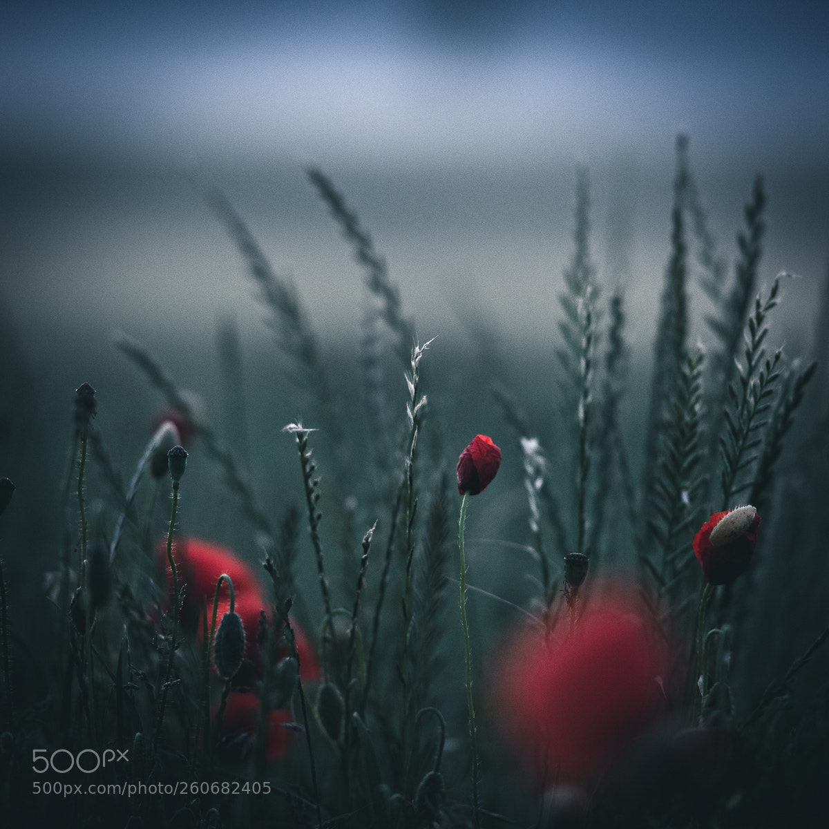 Nikon D750 sample photo. Poppy dreams... photography