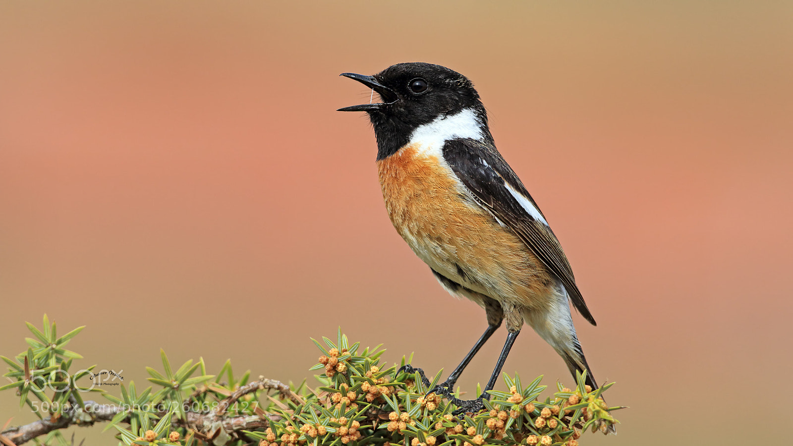 Canon EOS 7D Mark II sample photo. European stonechat. photography