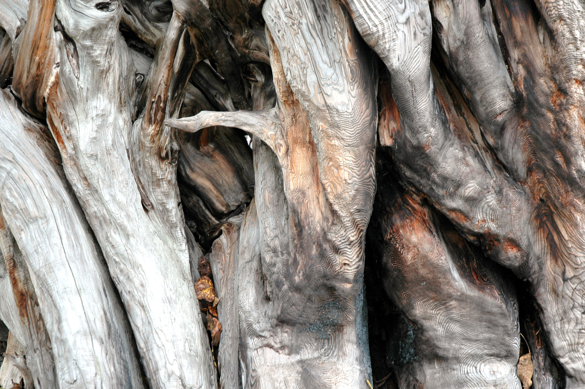 Nikon D70 sample photo. Tree roots abstract. photography