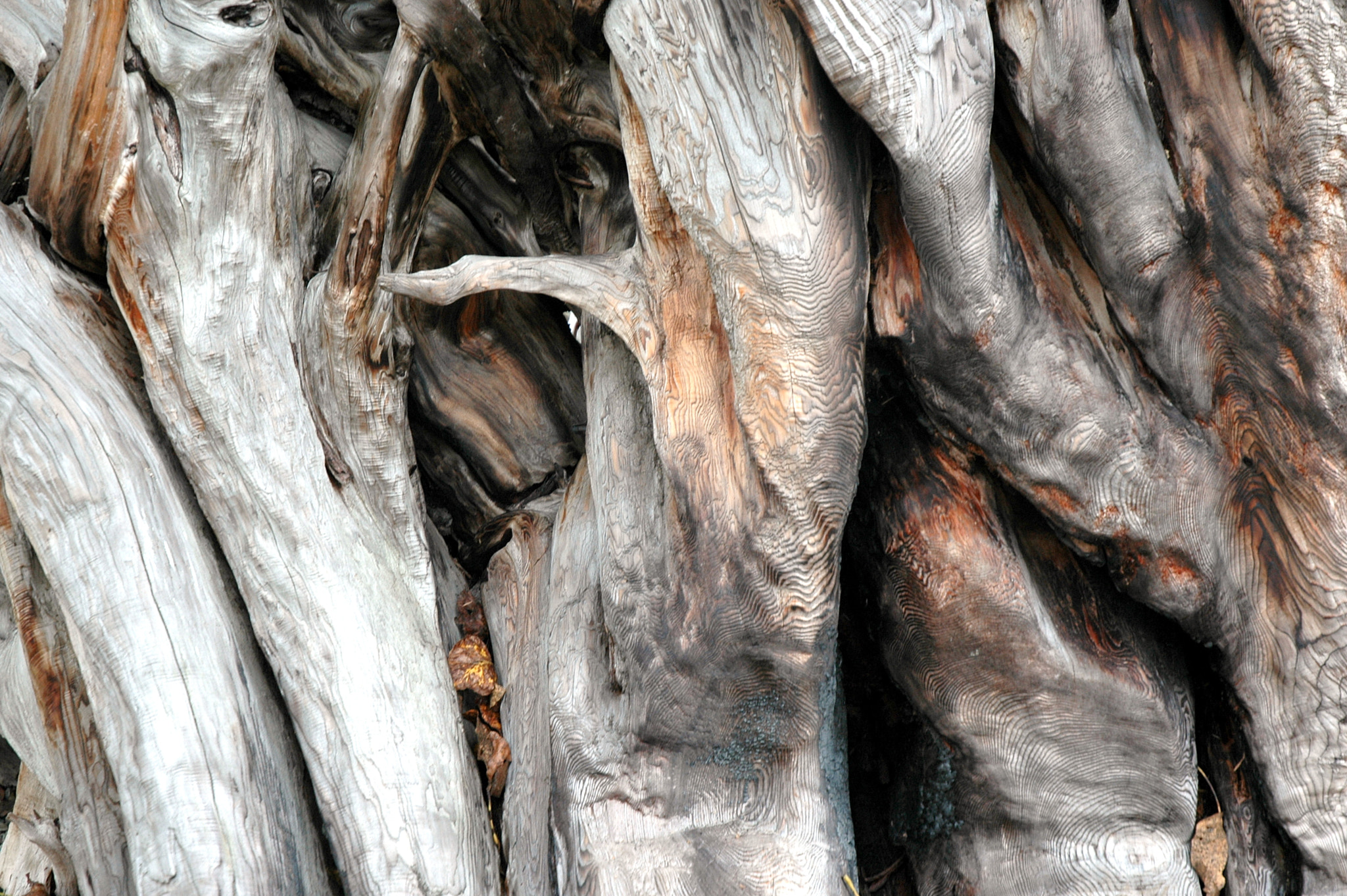 Nikon D70 + Nikon AF-S DX Nikkor 18-70mm F3.5-4.5G ED-IF sample photo. Tree roots abstract. photography