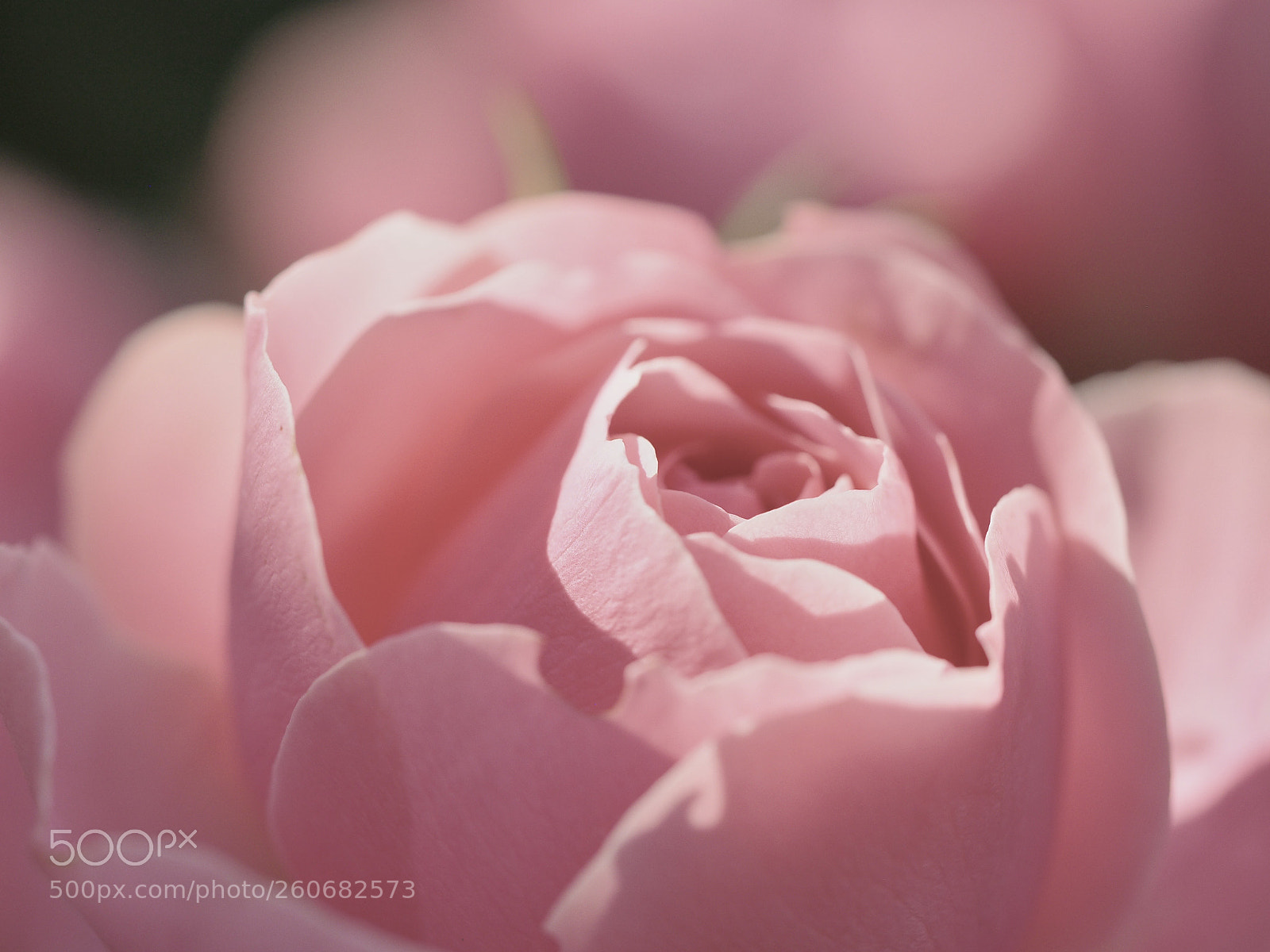 Olympus OM-D E-M10 II sample photo. Rose enjoying the last photography