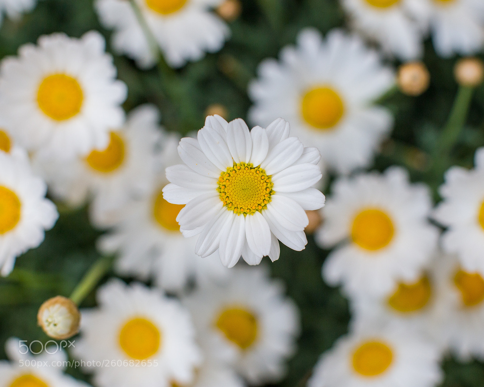 Canon EOS 6D sample photo. Standing out photography