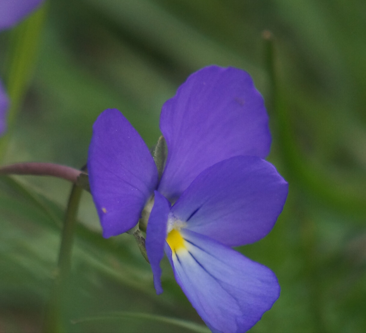 Sony Alpha a3000 sample photo. Mountain violet photography