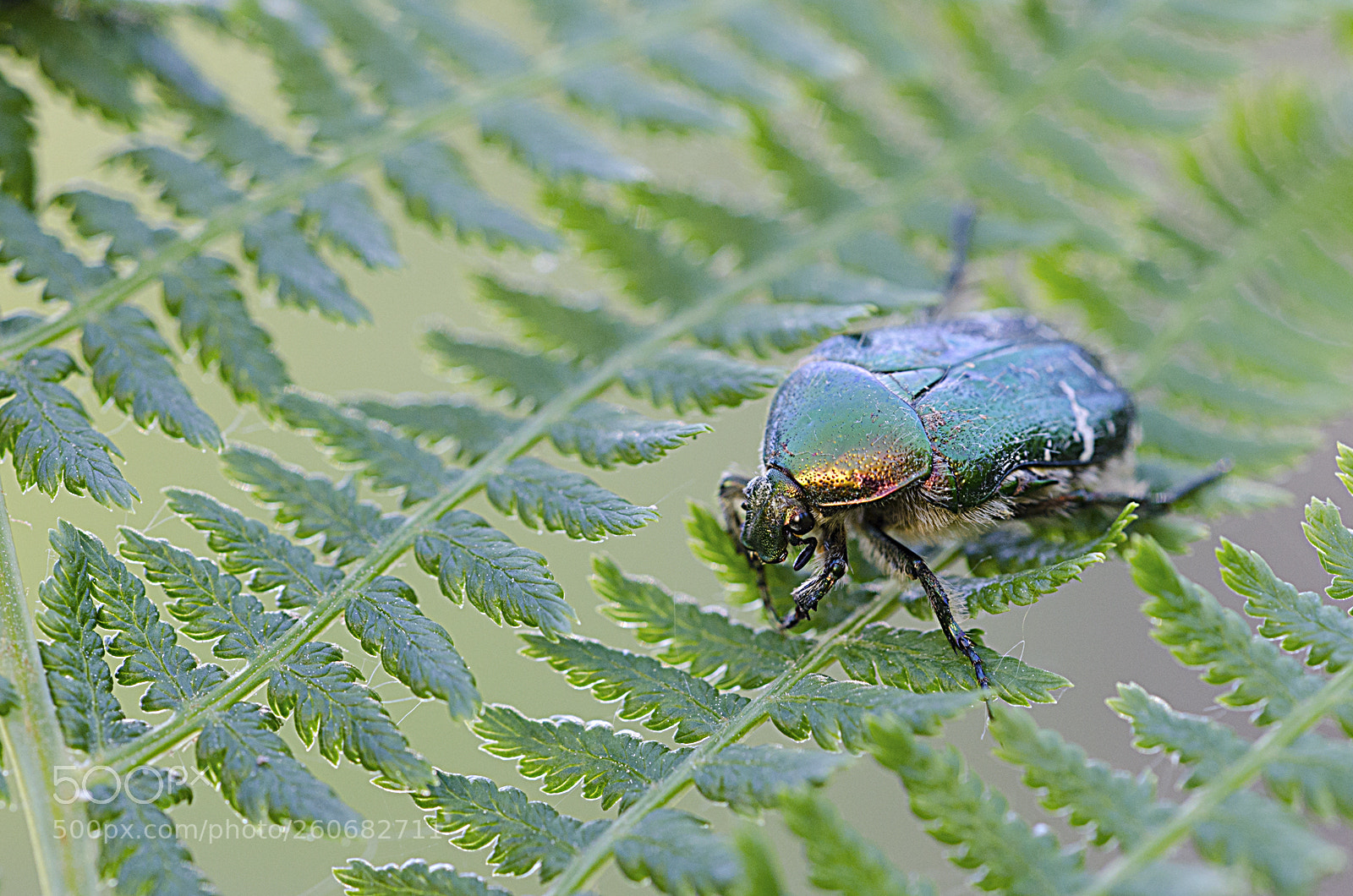Nikon D7000 sample photo. Green beetle photography