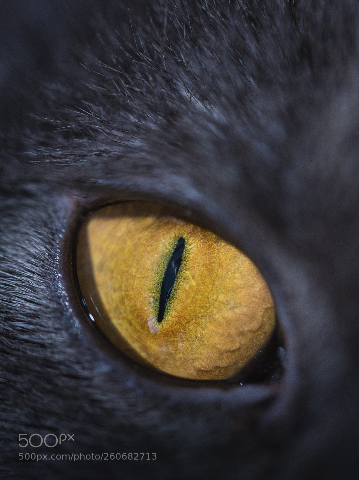 Sony a7 III sample photo. Predator's eye photography