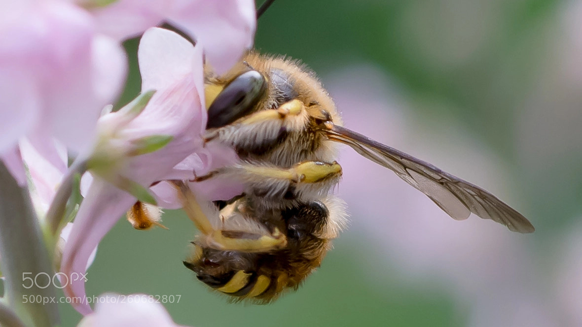 Nikon D7200 sample photo. Bee photography
