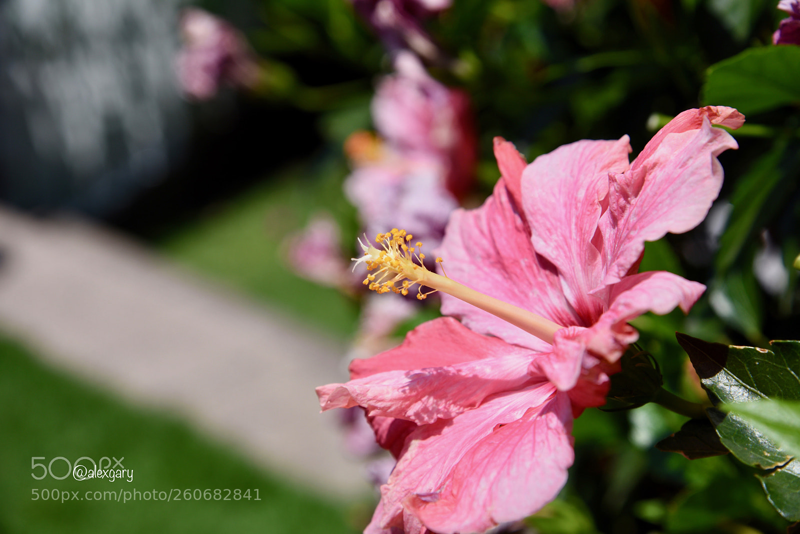 Nikon D810 sample photo. Pink hibiscus photography