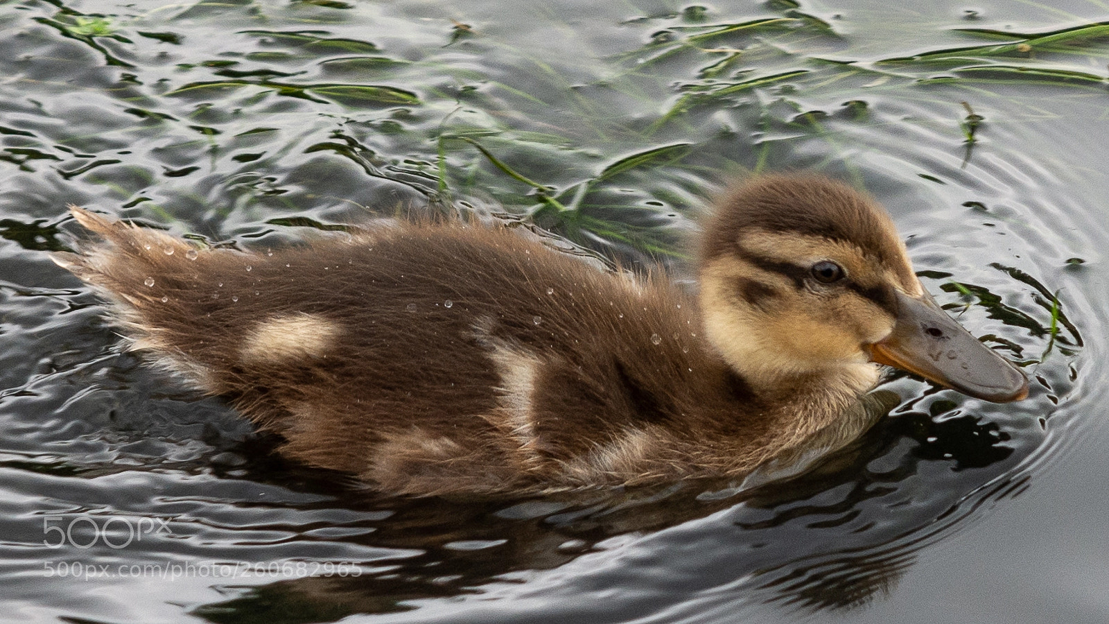 Nikon D7200 sample photo. New life photography