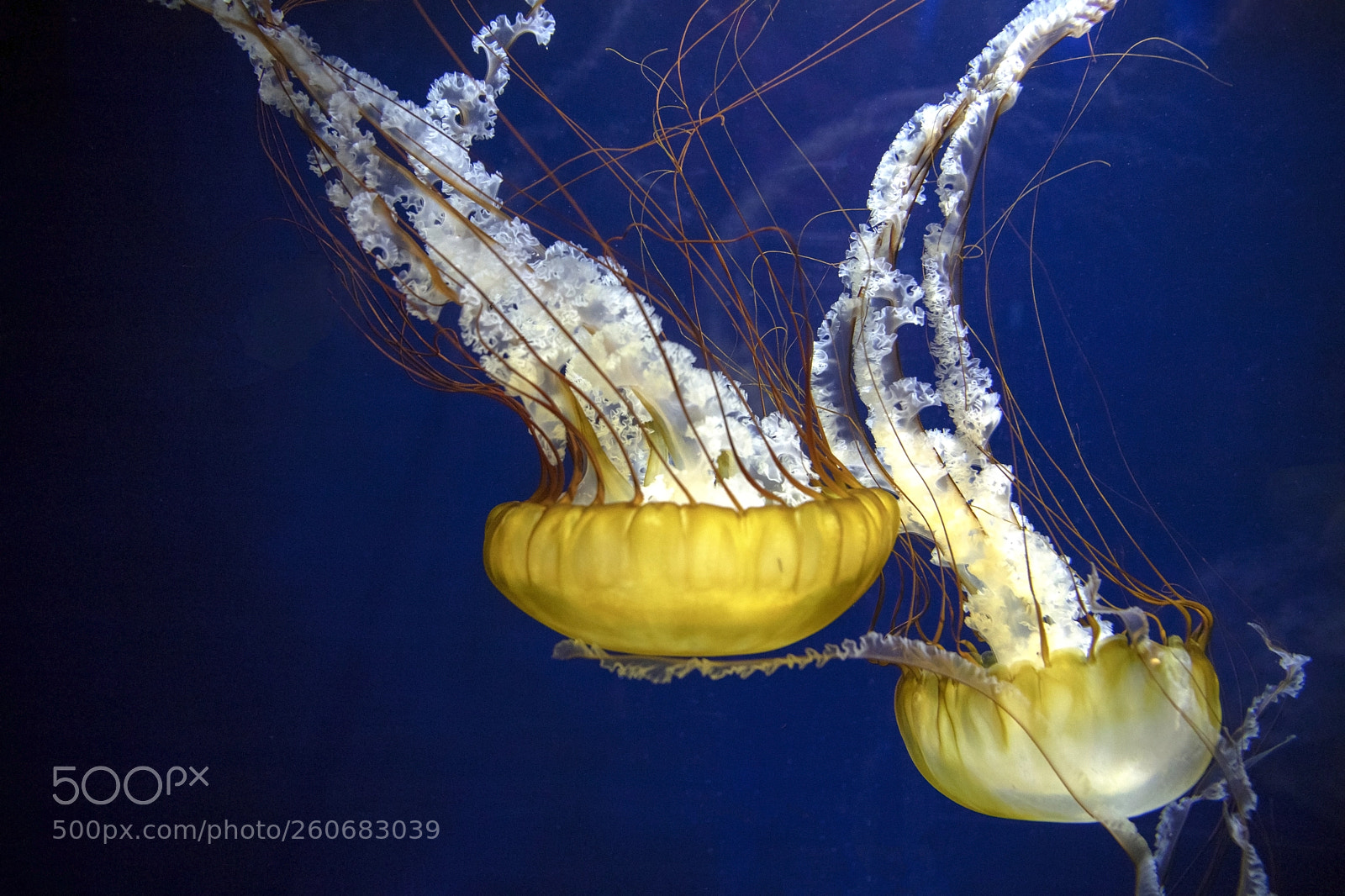 Canon EOS 6D Mark II sample photo. Jellies! photography