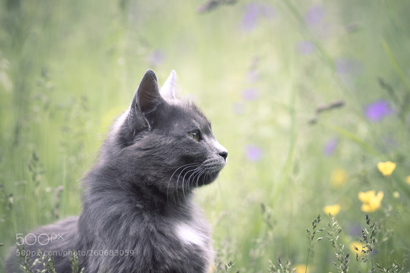 Nikon D7200 sample photo. Cat in the meadow photography
