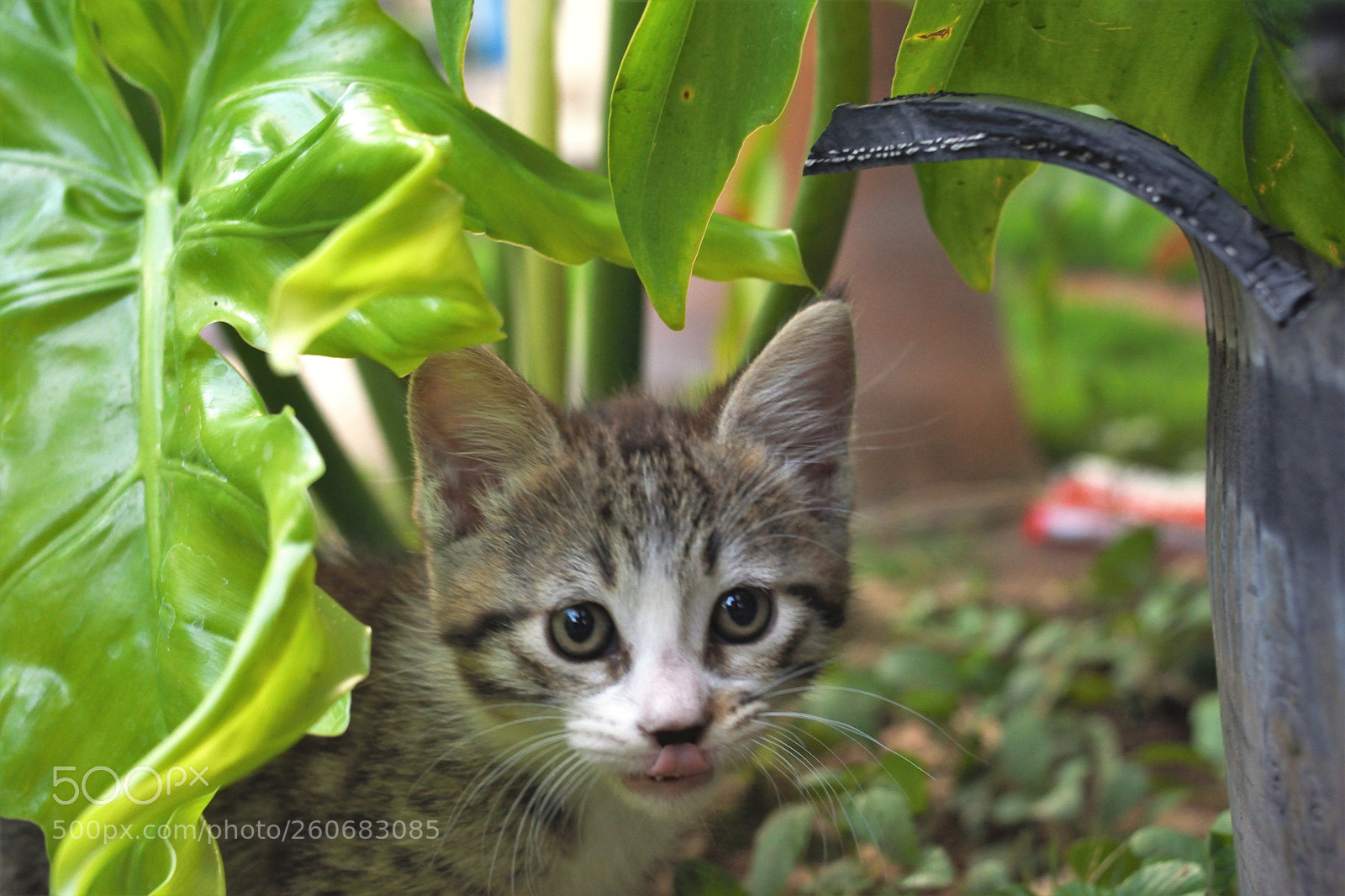 Nikon D3400 sample photo. Gatito photography