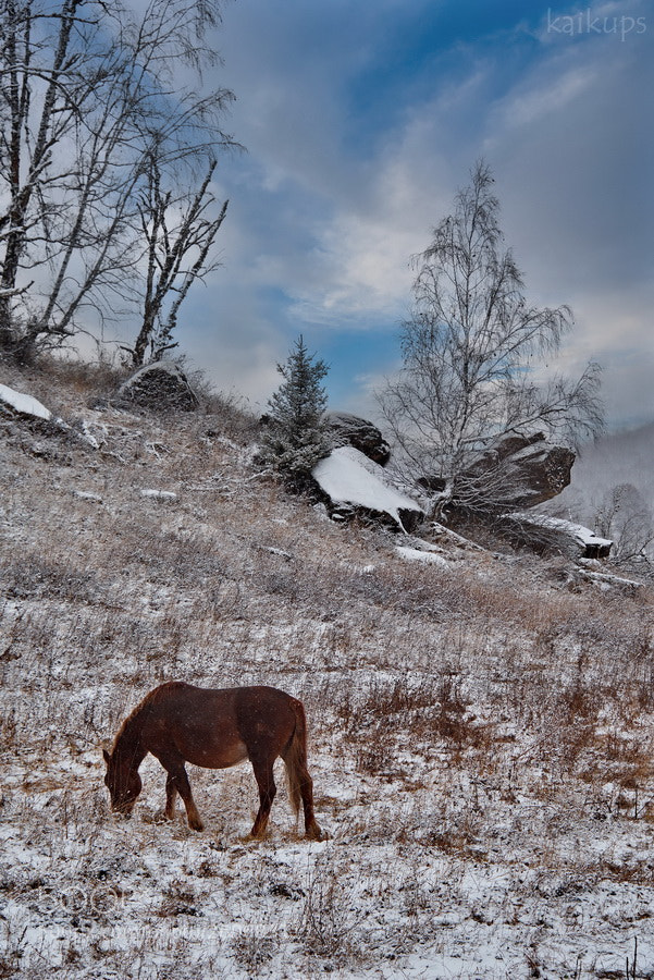 Nikon D750 sample photo. Russia. mountain altai. photography