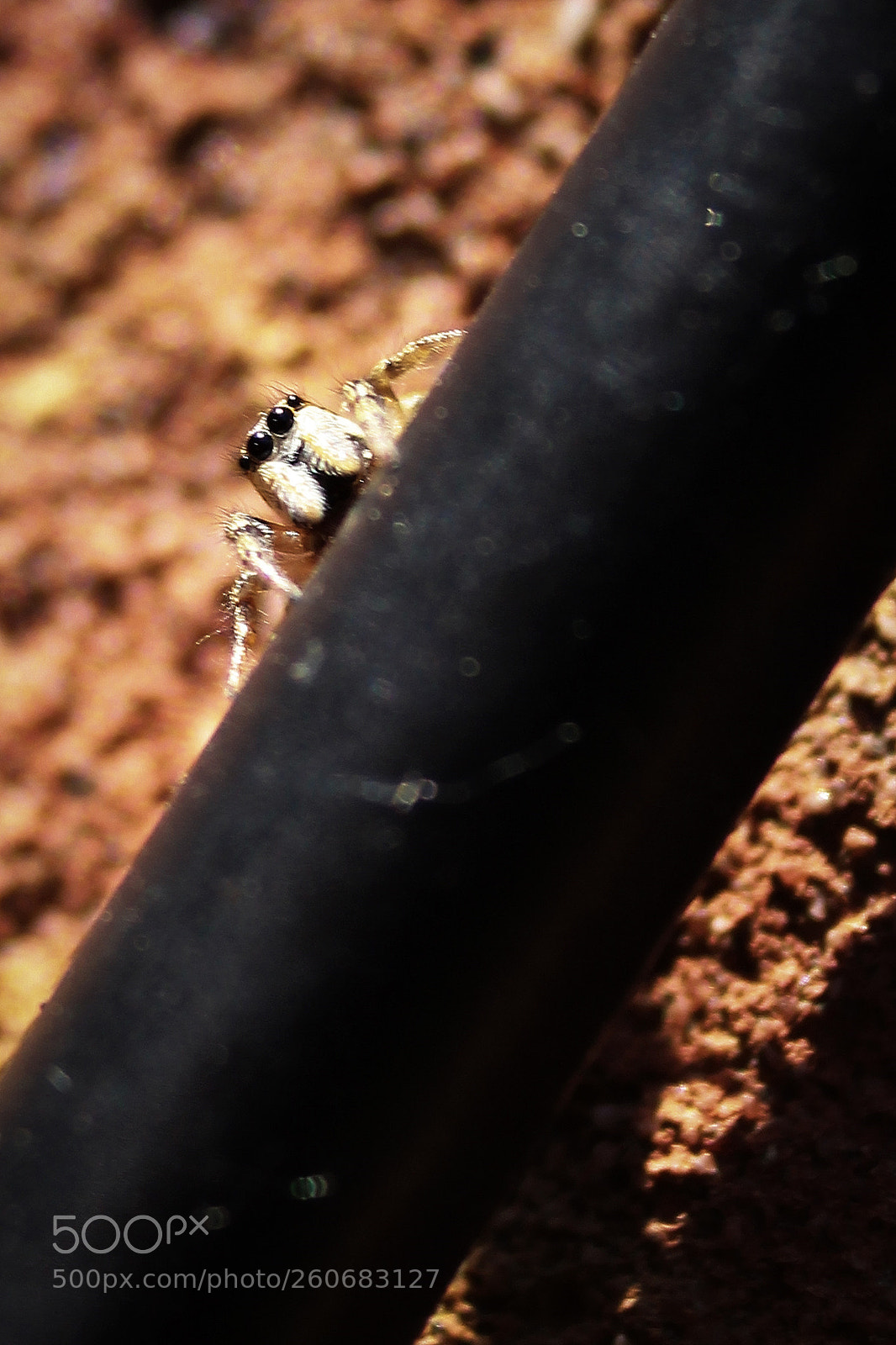 Canon EOS 700D (EOS Rebel T5i / EOS Kiss X7i) sample photo. Zebra spider l photography