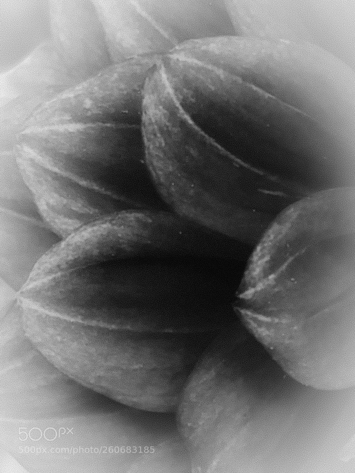 Apple iPhone 8 sample photo. Bracts photography