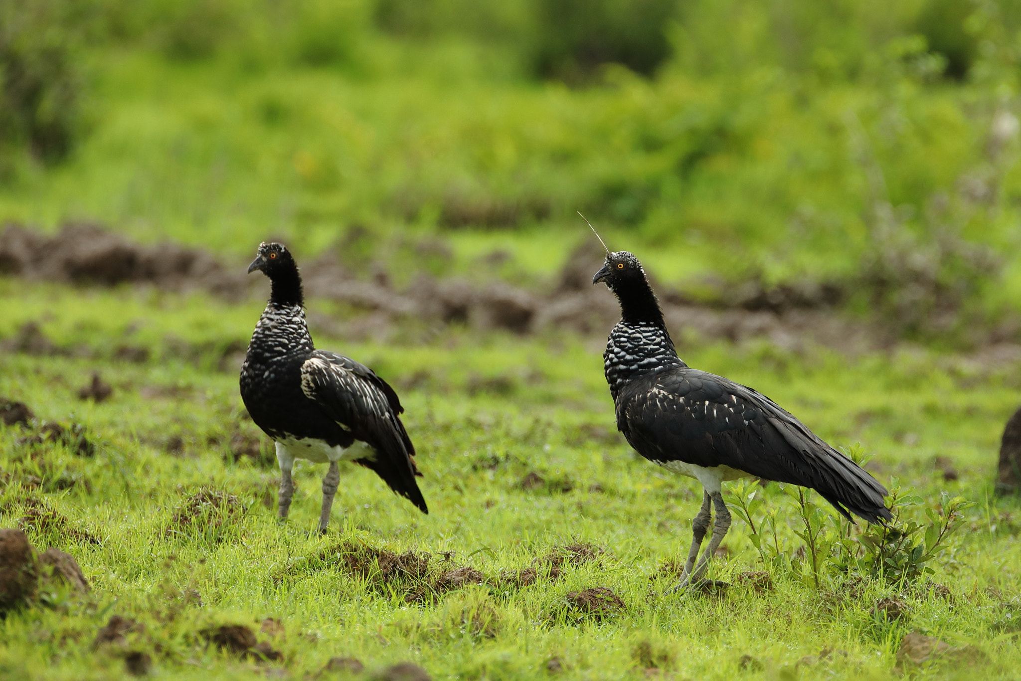 Canon EF 500mm F4L IS USM sample photo. Horned screamer (anhima cornuta) photography