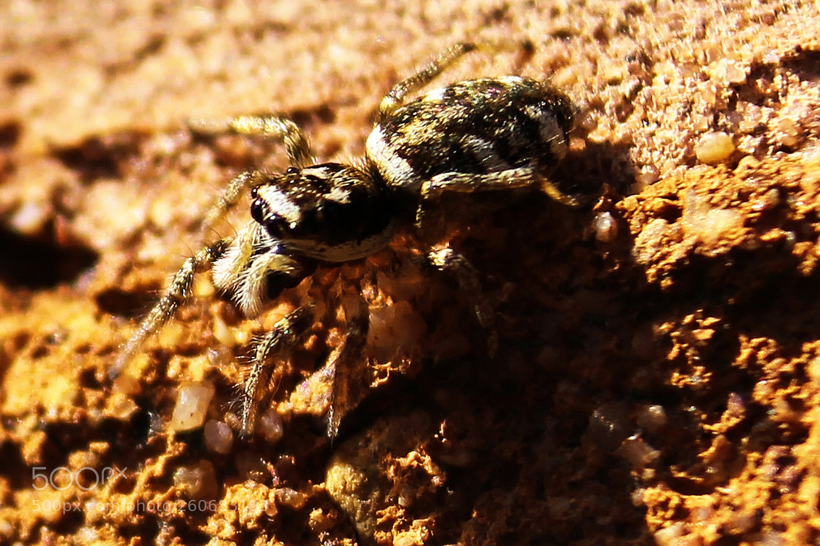 Canon EOS 700D (EOS Rebel T5i / EOS Kiss X7i) sample photo. Zebra spider ll photography