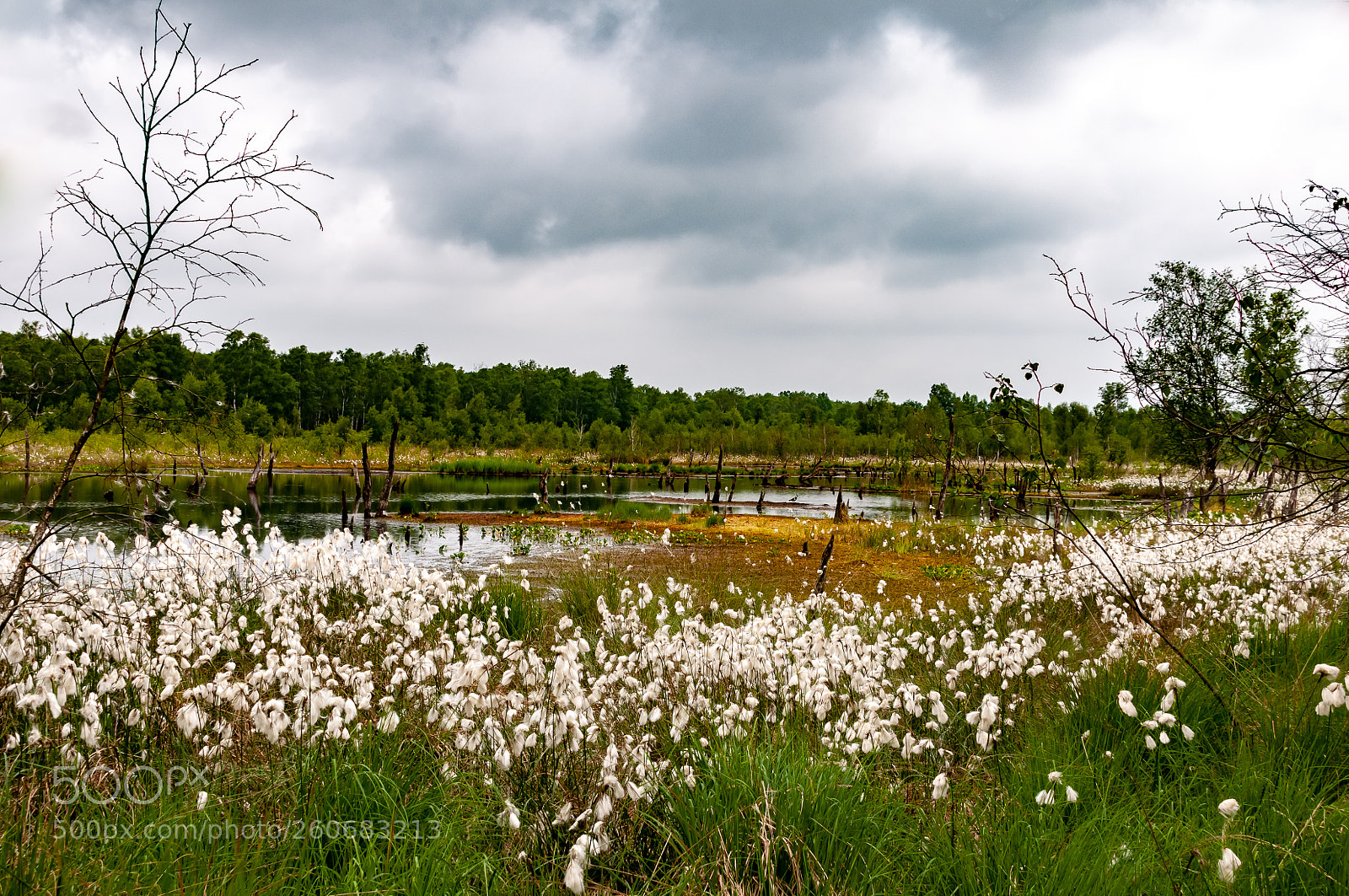 Nikon D300S sample photo. In the moor photography
