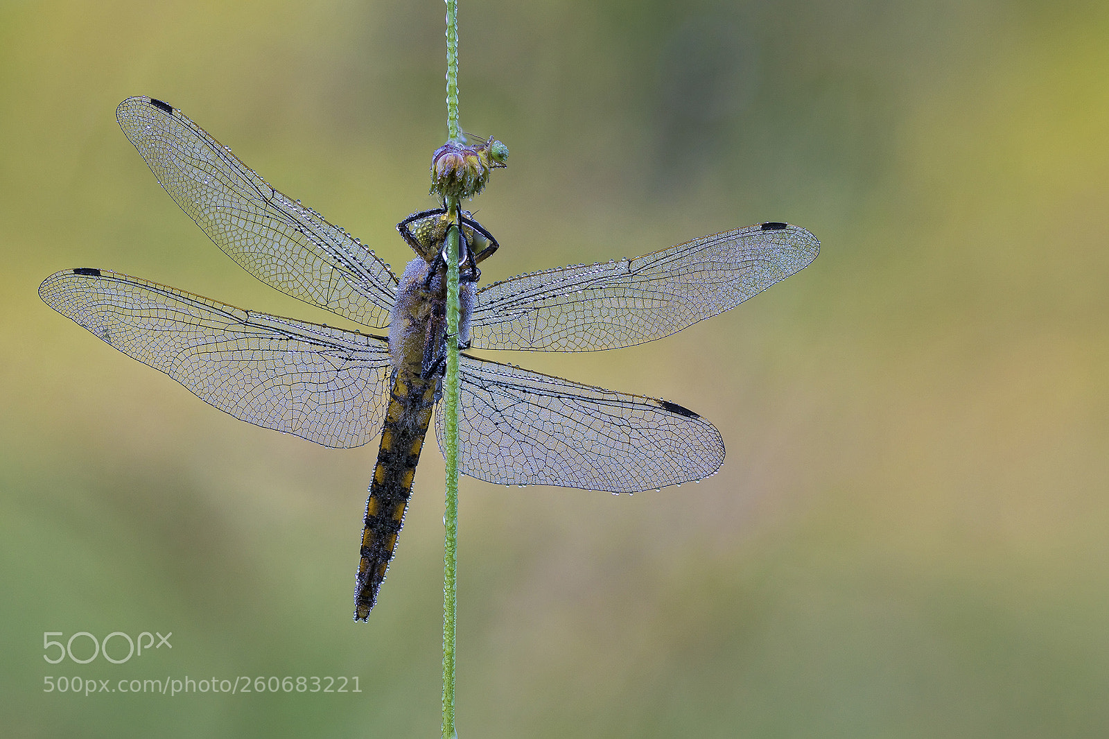 Canon EOS 5D Mark IV sample photo. Yellow dragonfly with dew photography
