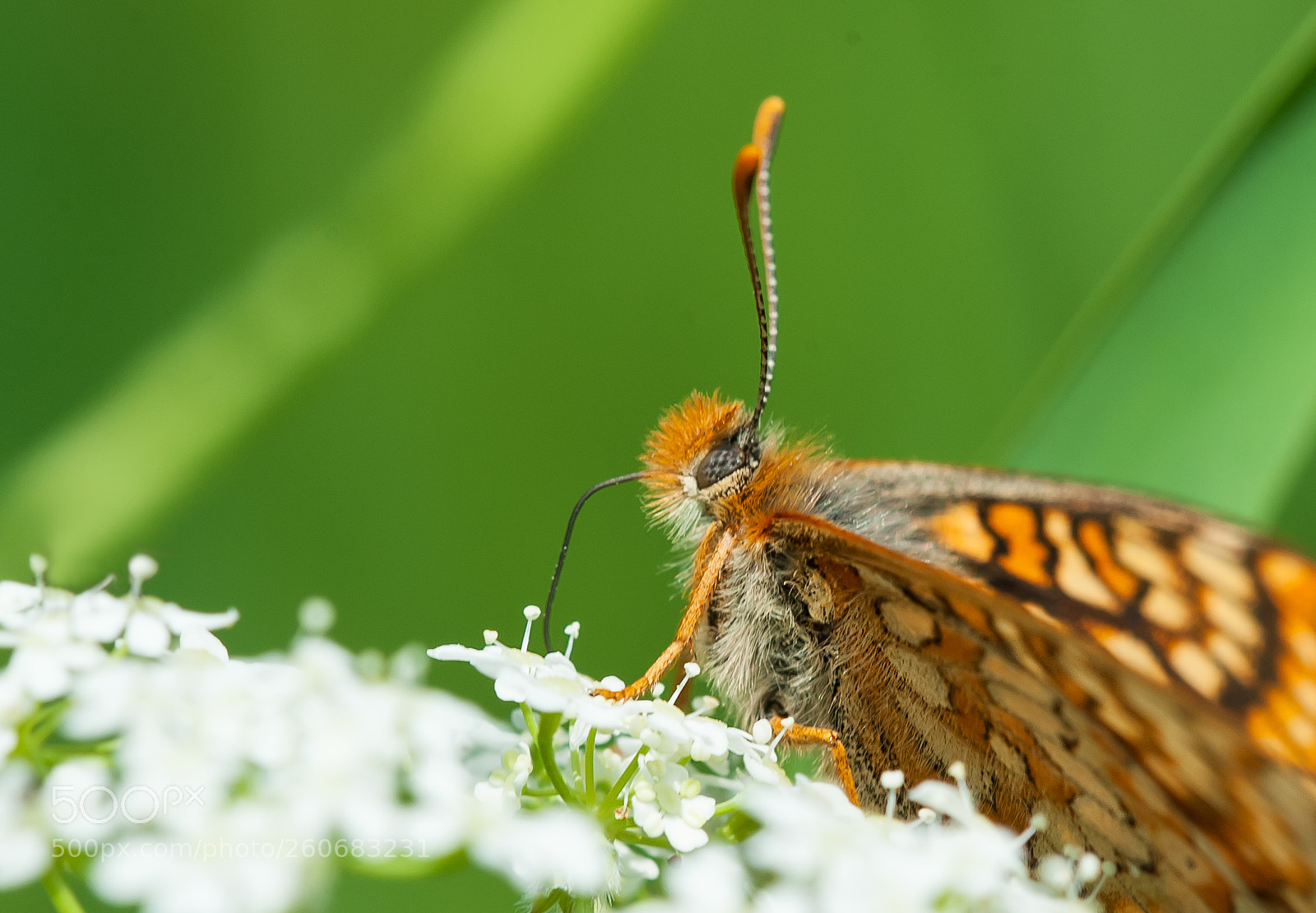 Nikon D700 sample photo. Marsh fritillary photography