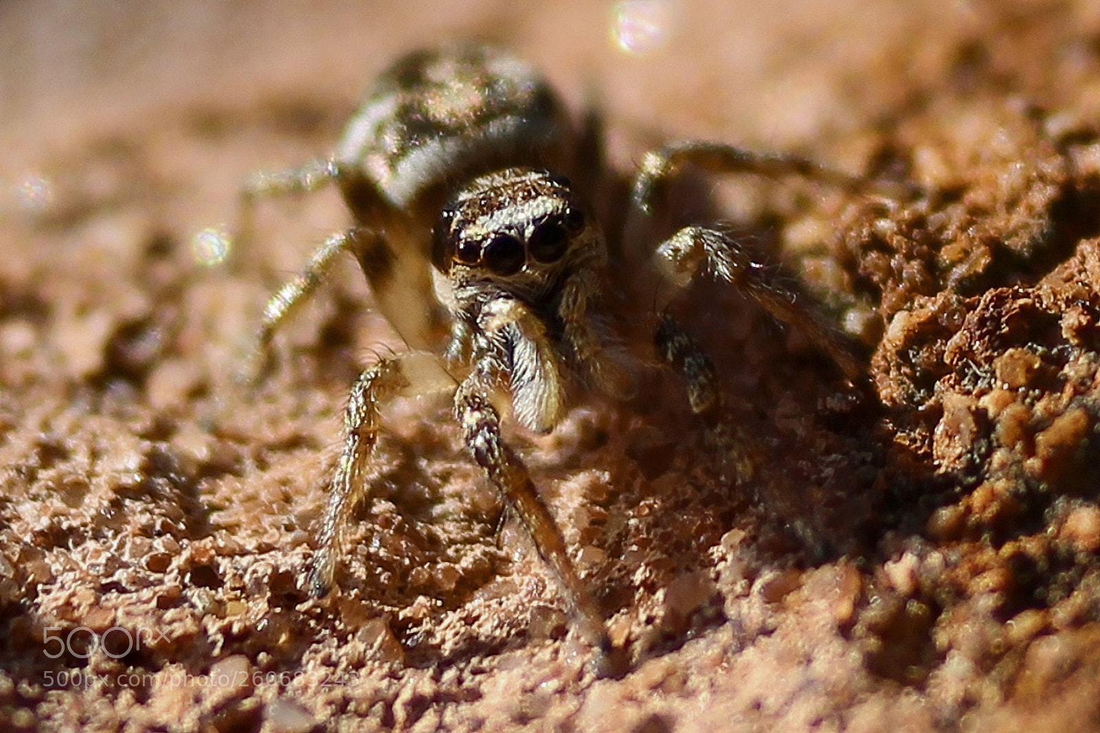 Canon EOS 700D (EOS Rebel T5i / EOS Kiss X7i) sample photo. Zebra spider lll photography