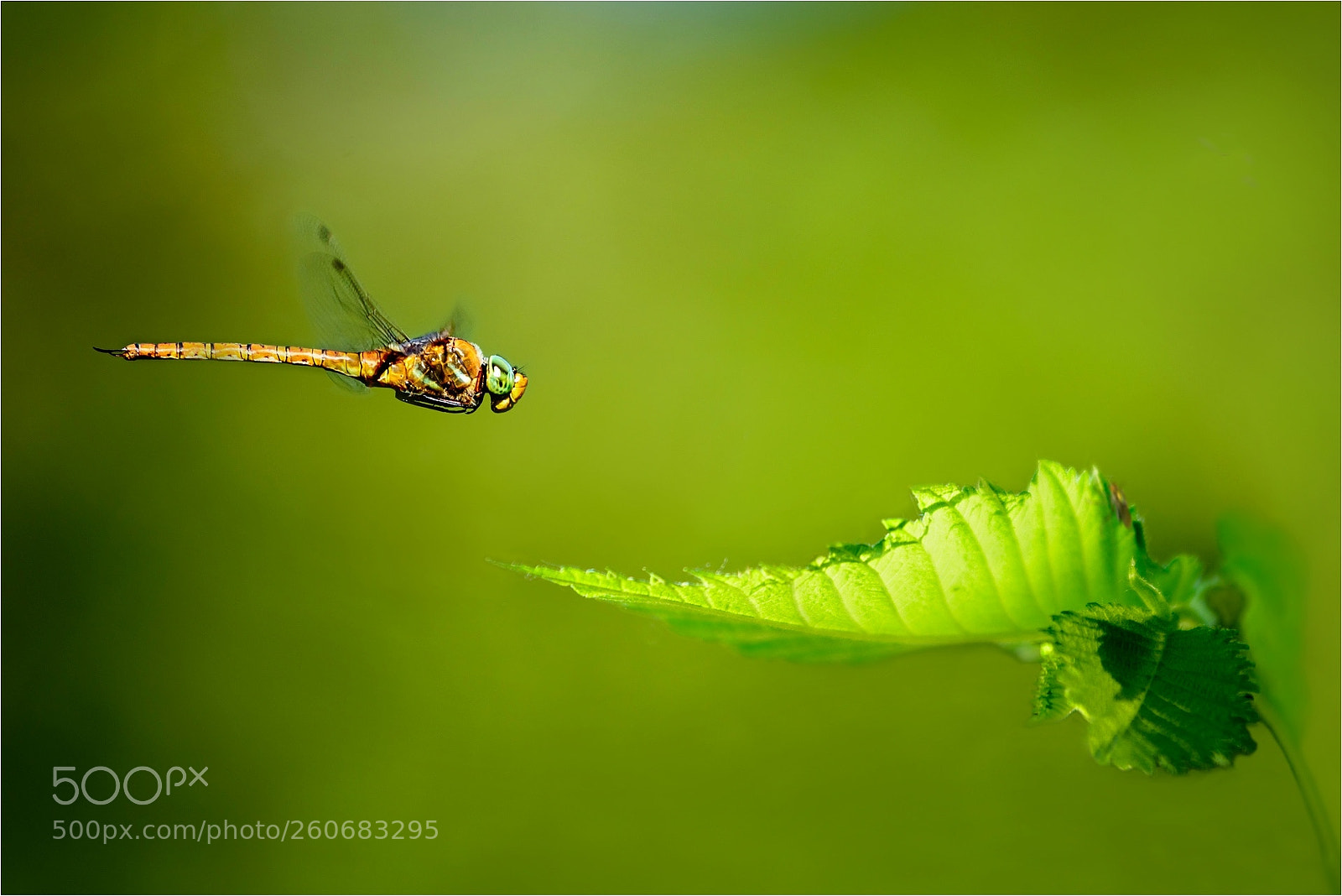 Nikon D800 sample photo. Green eyed hawker photography