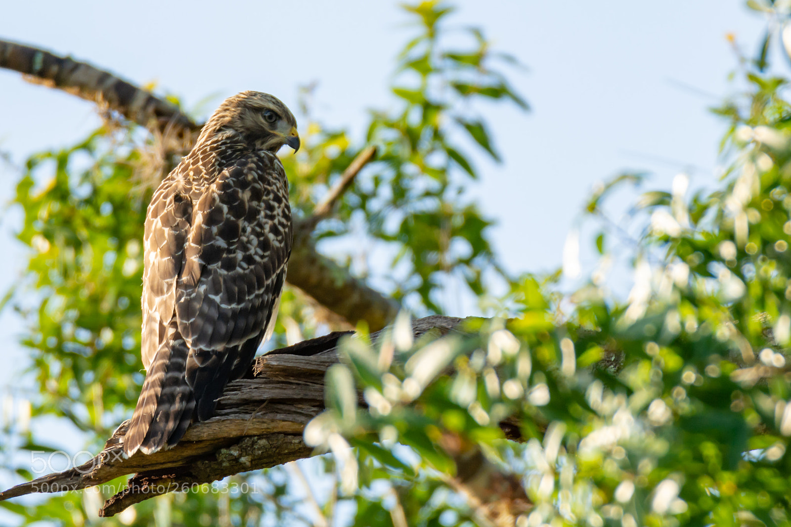 Nikon D7100 sample photo. Red shouldered photography