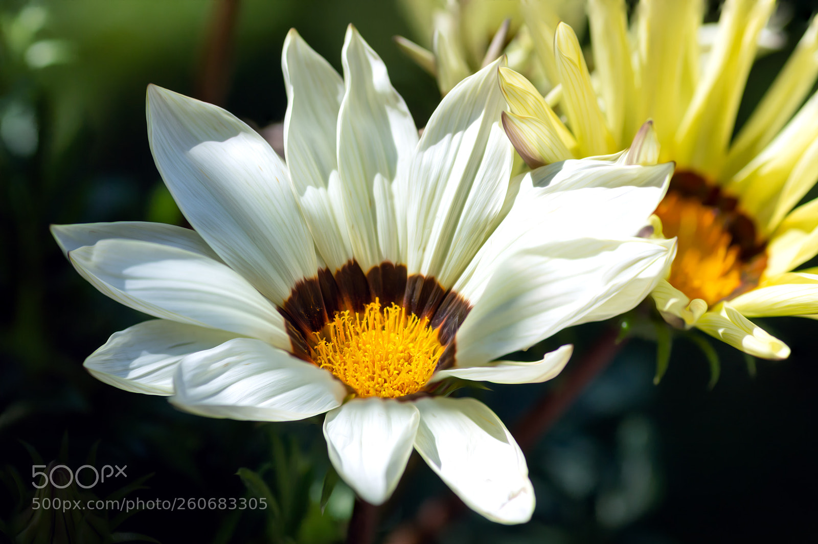 Nikon D3200 sample photo. Gazania - mittagsgold photography