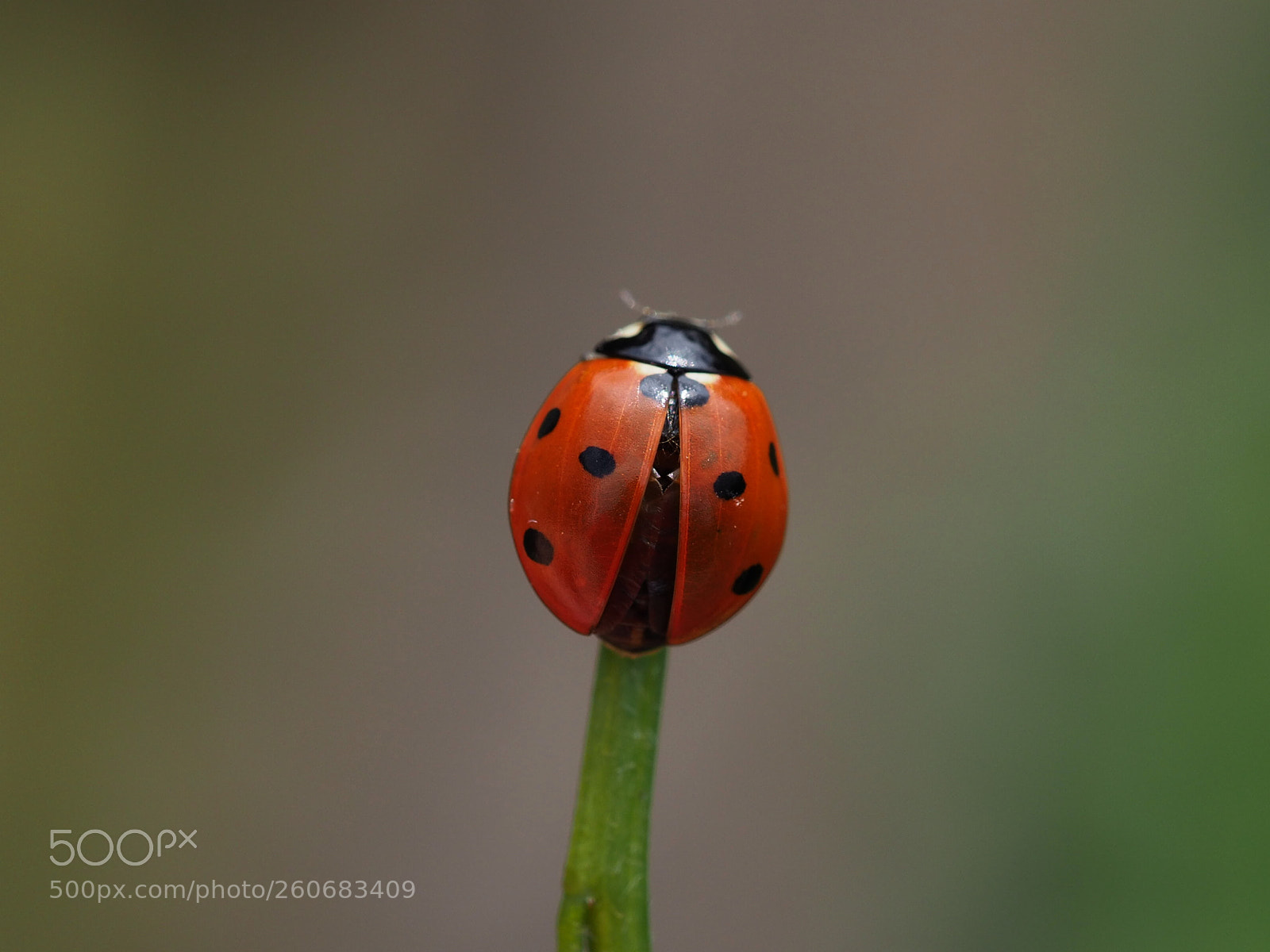 Olympus OM-D E-M1 Mark II sample photo. Ladybird photography