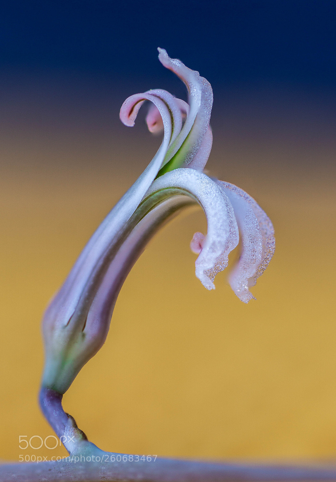 Sony a6000 sample photo. Bl te von haworthia photography