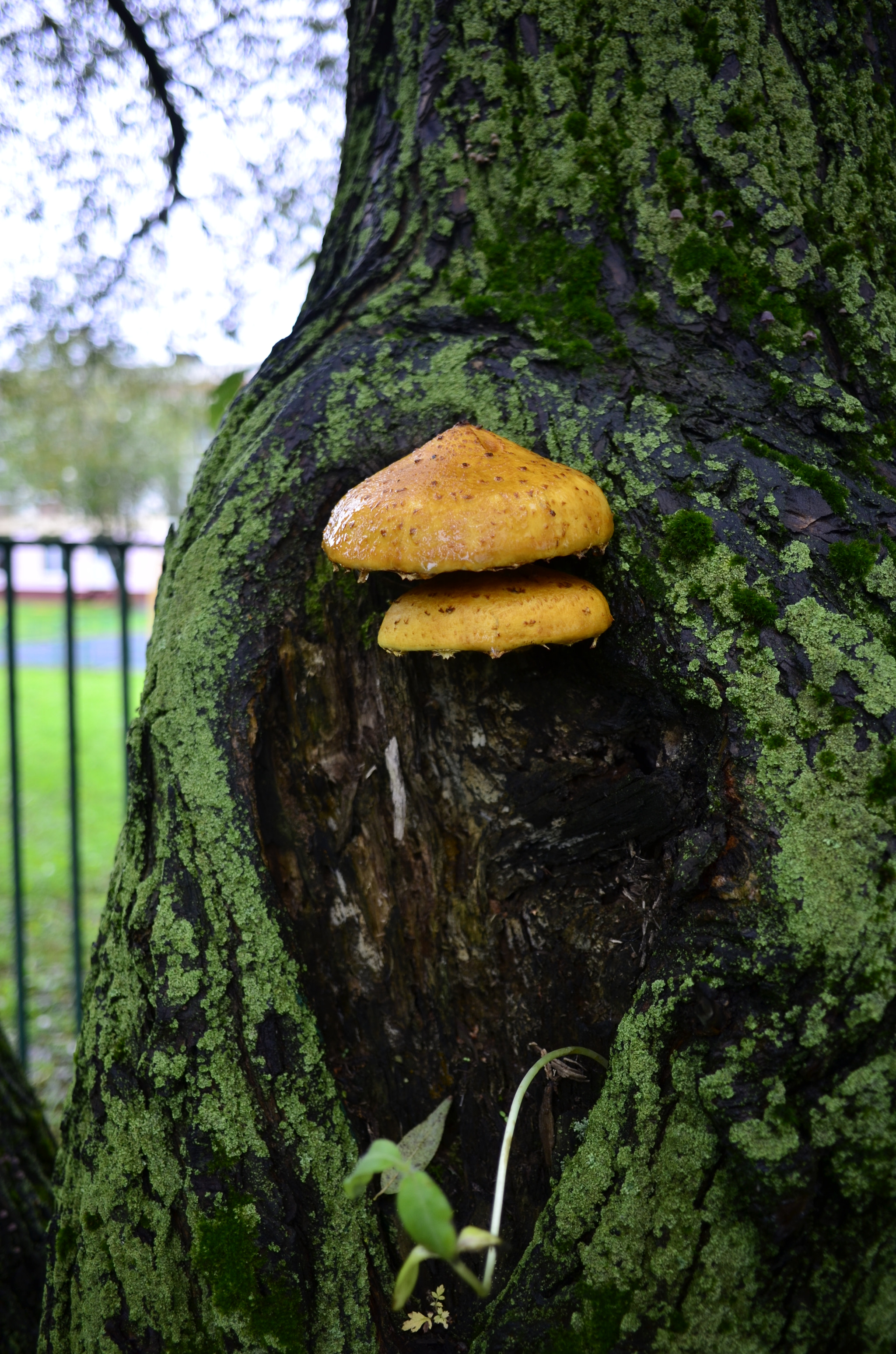 Nikon Coolpix A sample photo. City mushroom photography
