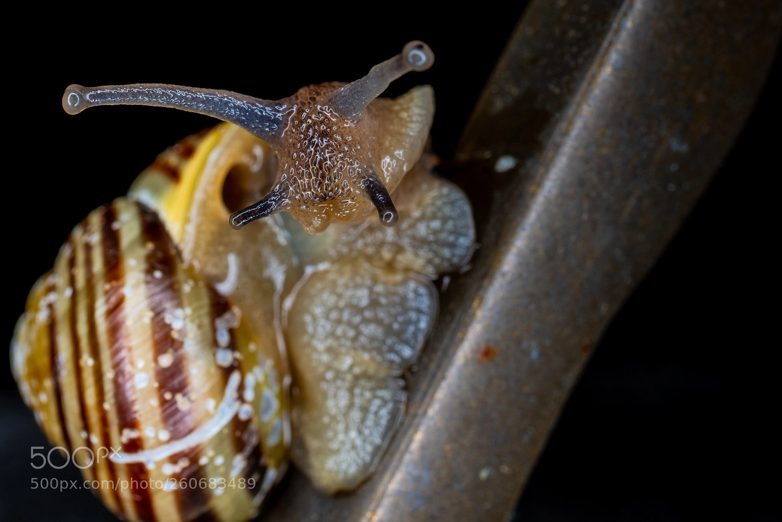 Nikon D800 sample photo. Snail photography