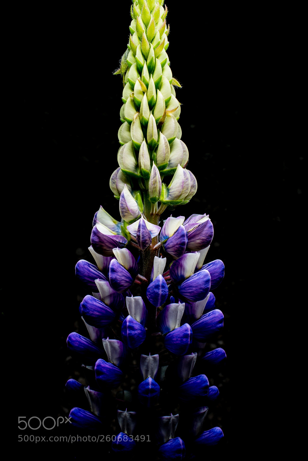 Nikon D800 sample photo. Lupin photography
