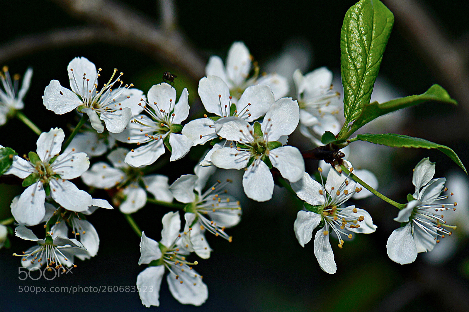 Nikon D500 sample photo. Цветение вишни  photography