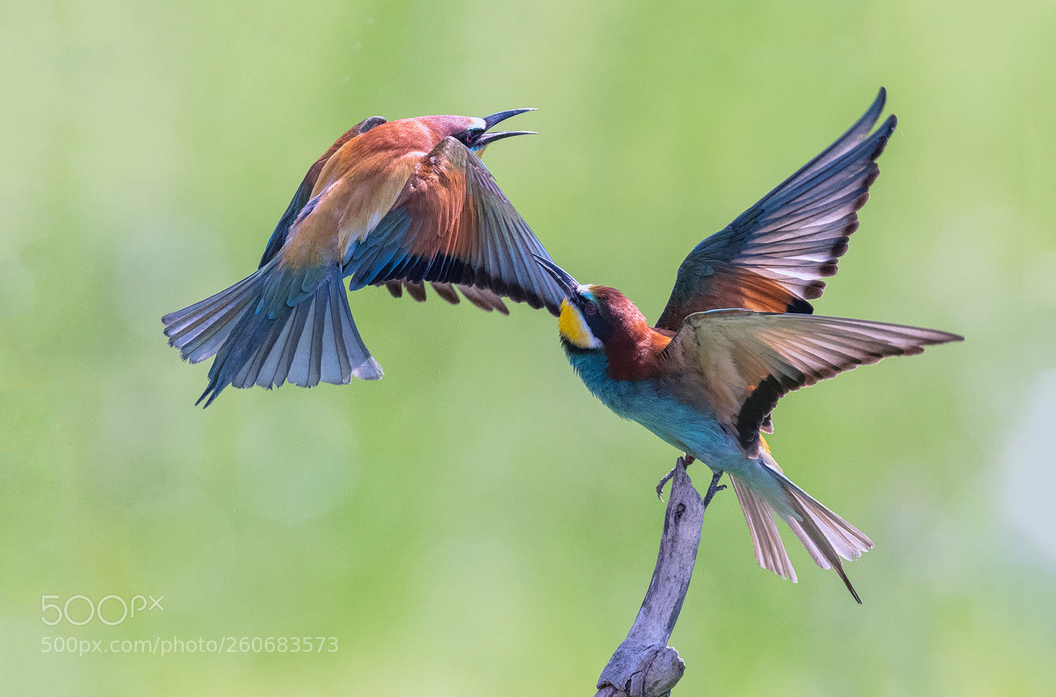 Nikon D500 sample photo. Bee  eater in action photography