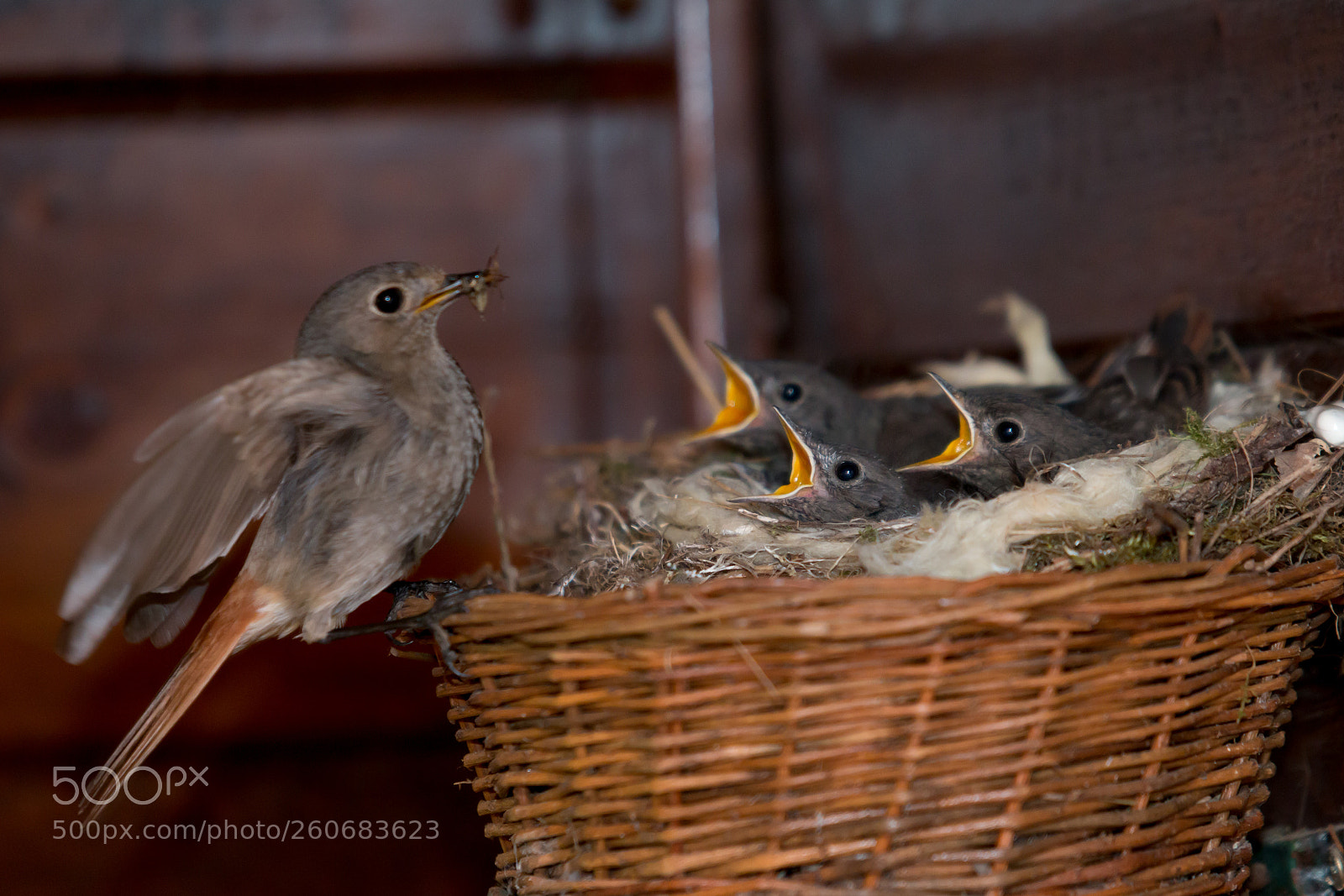 Canon EOS 70D sample photo. En famille photography